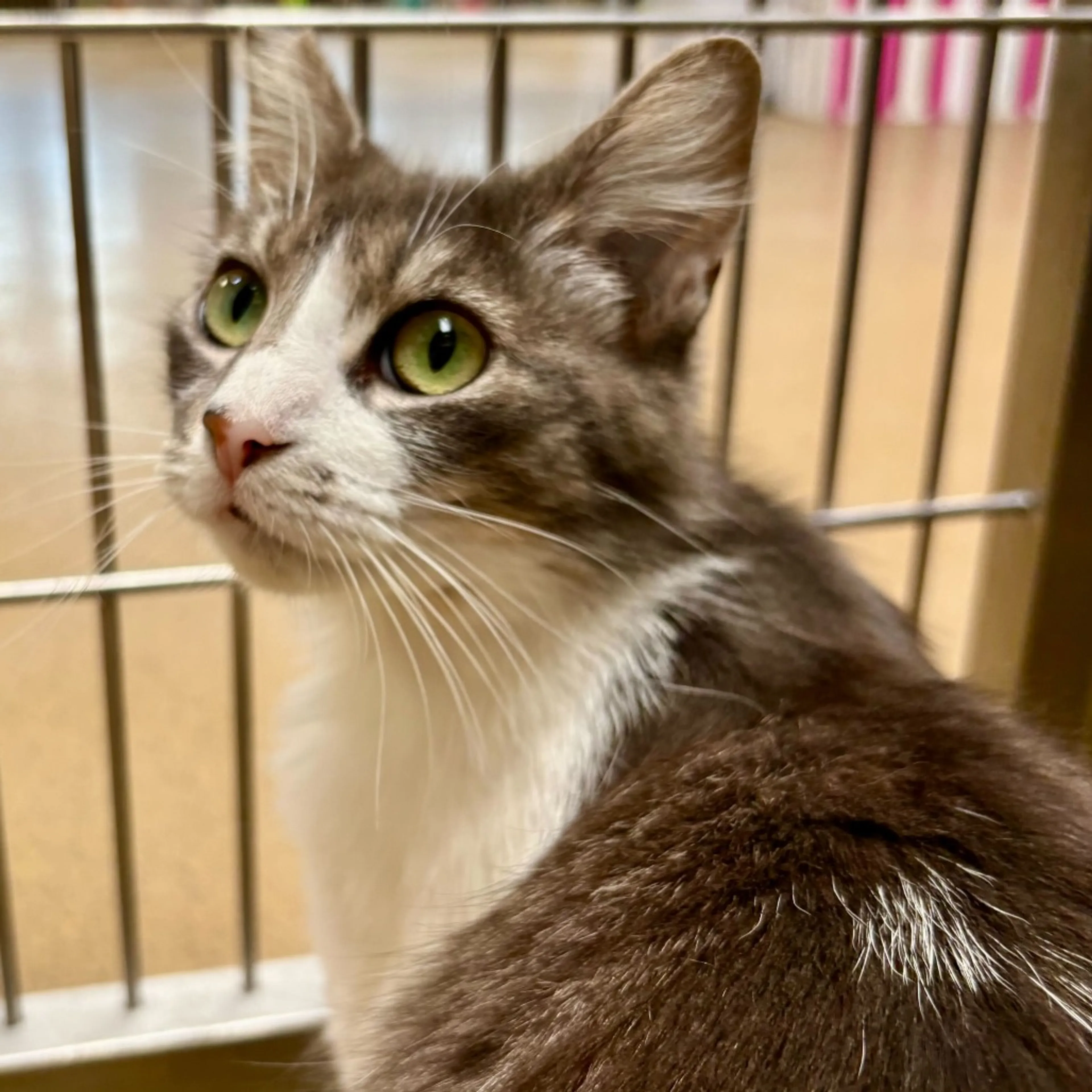 Found pet-5