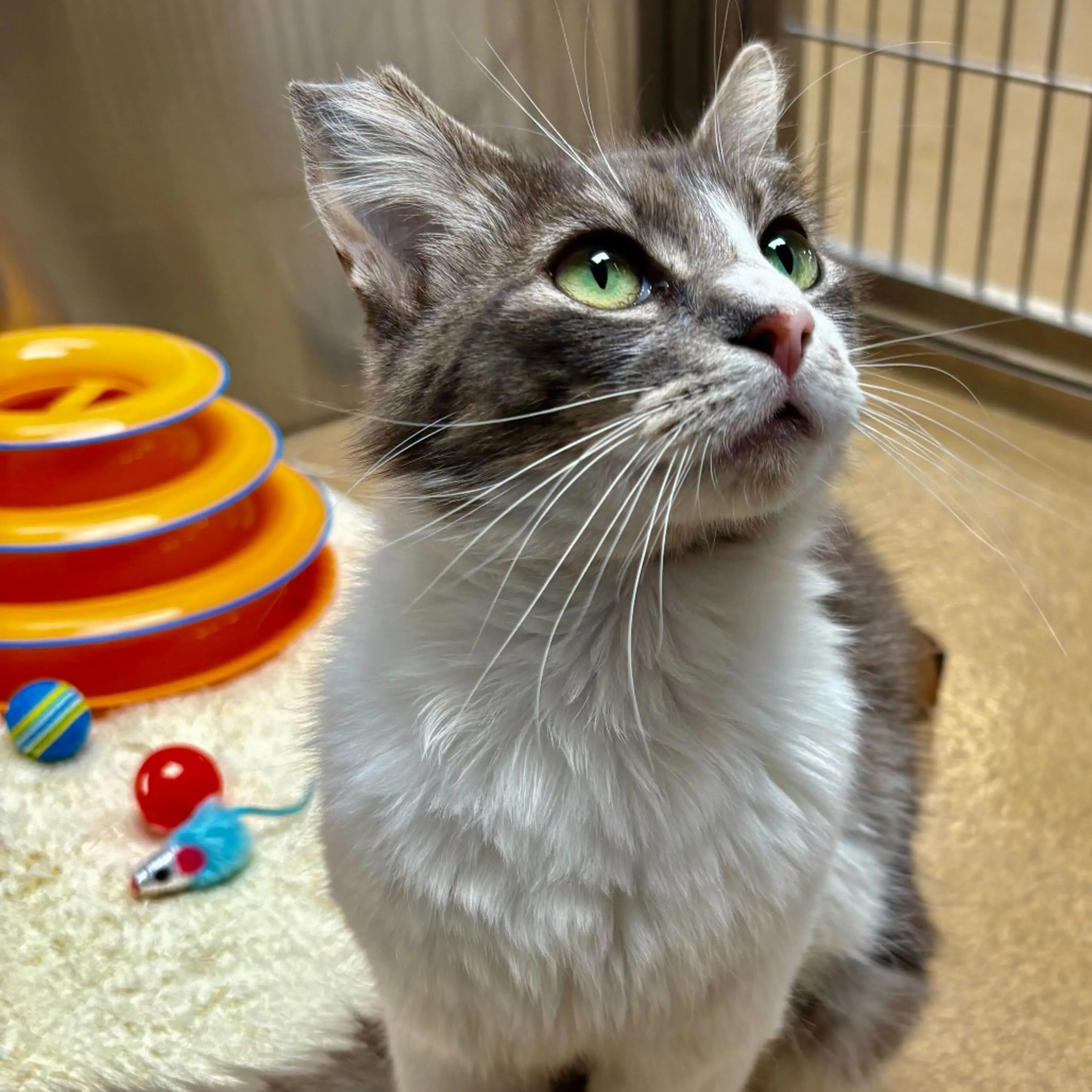 Found pet-2