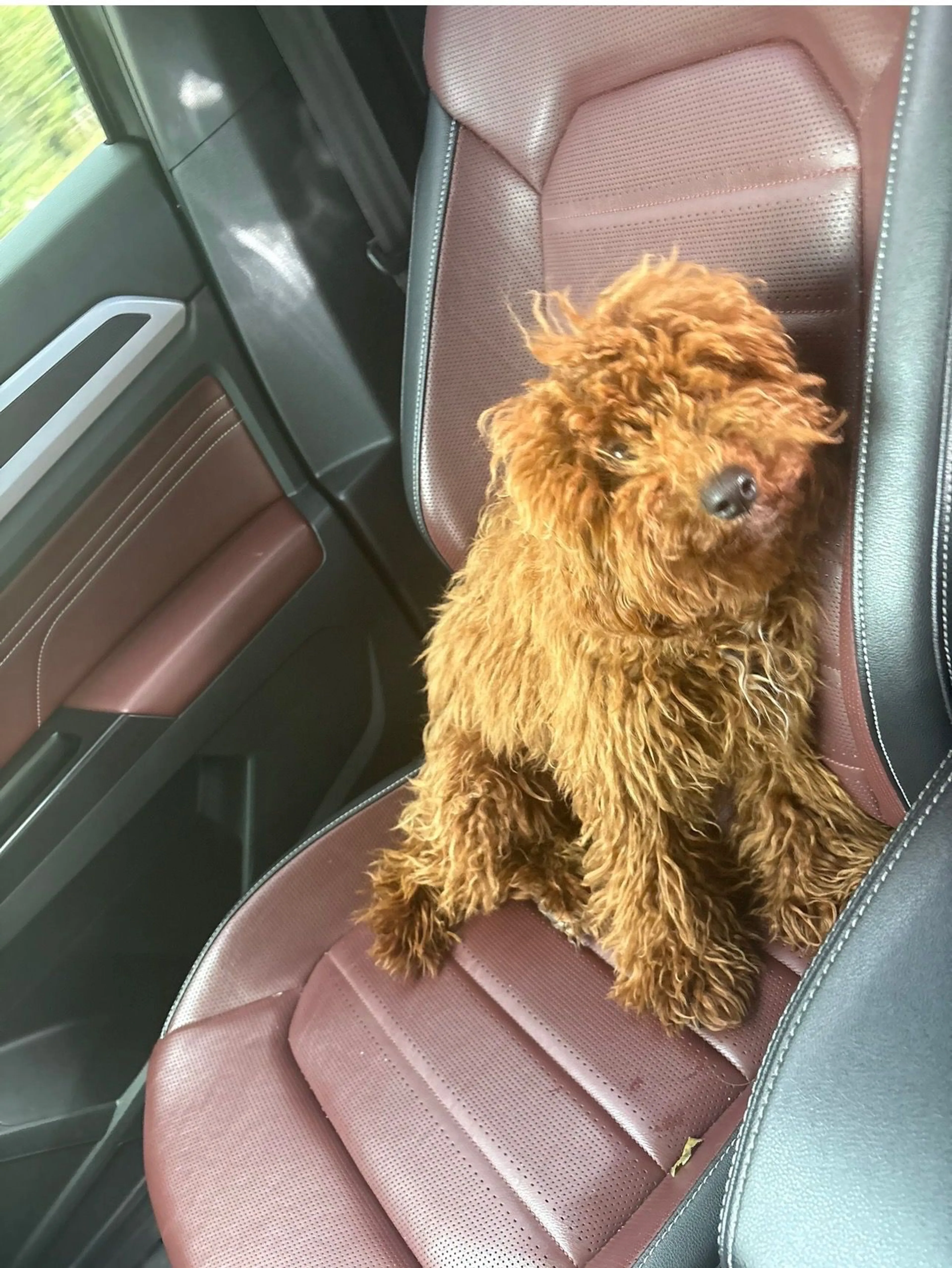 Lost pet