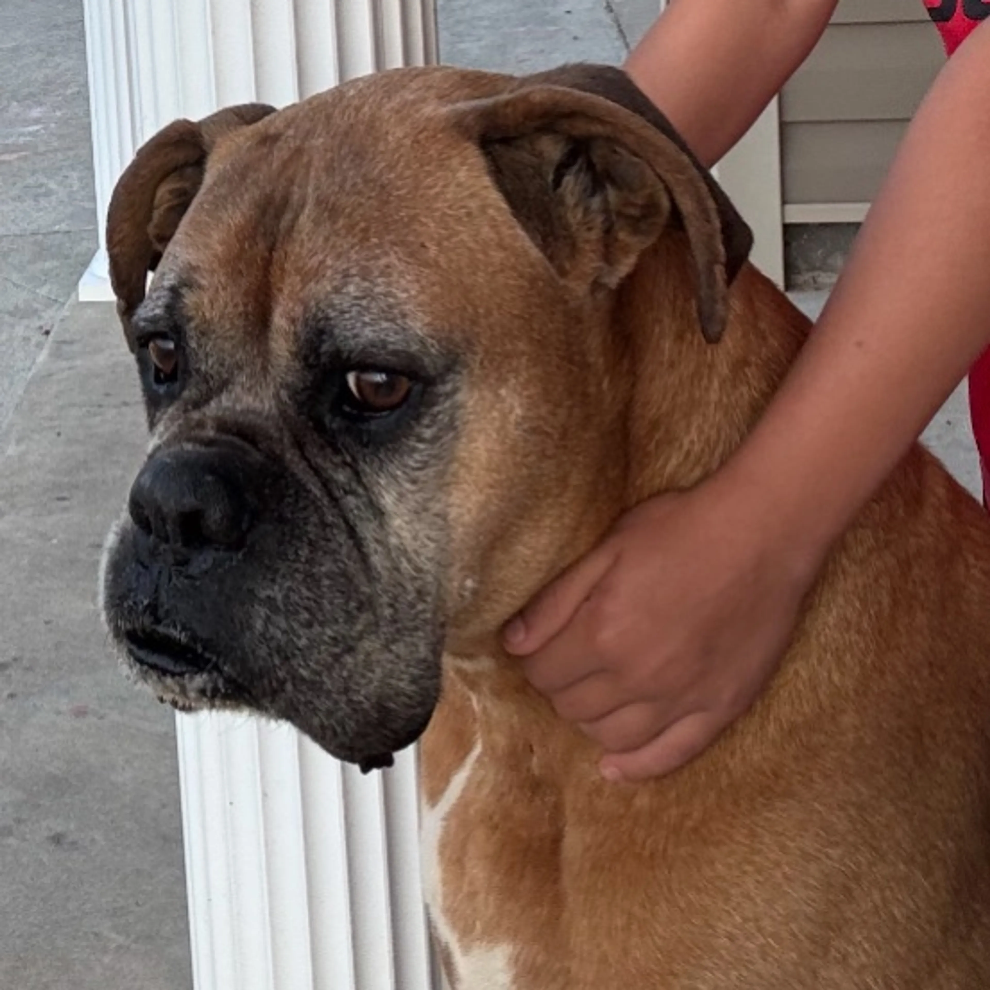 Lost pet-0