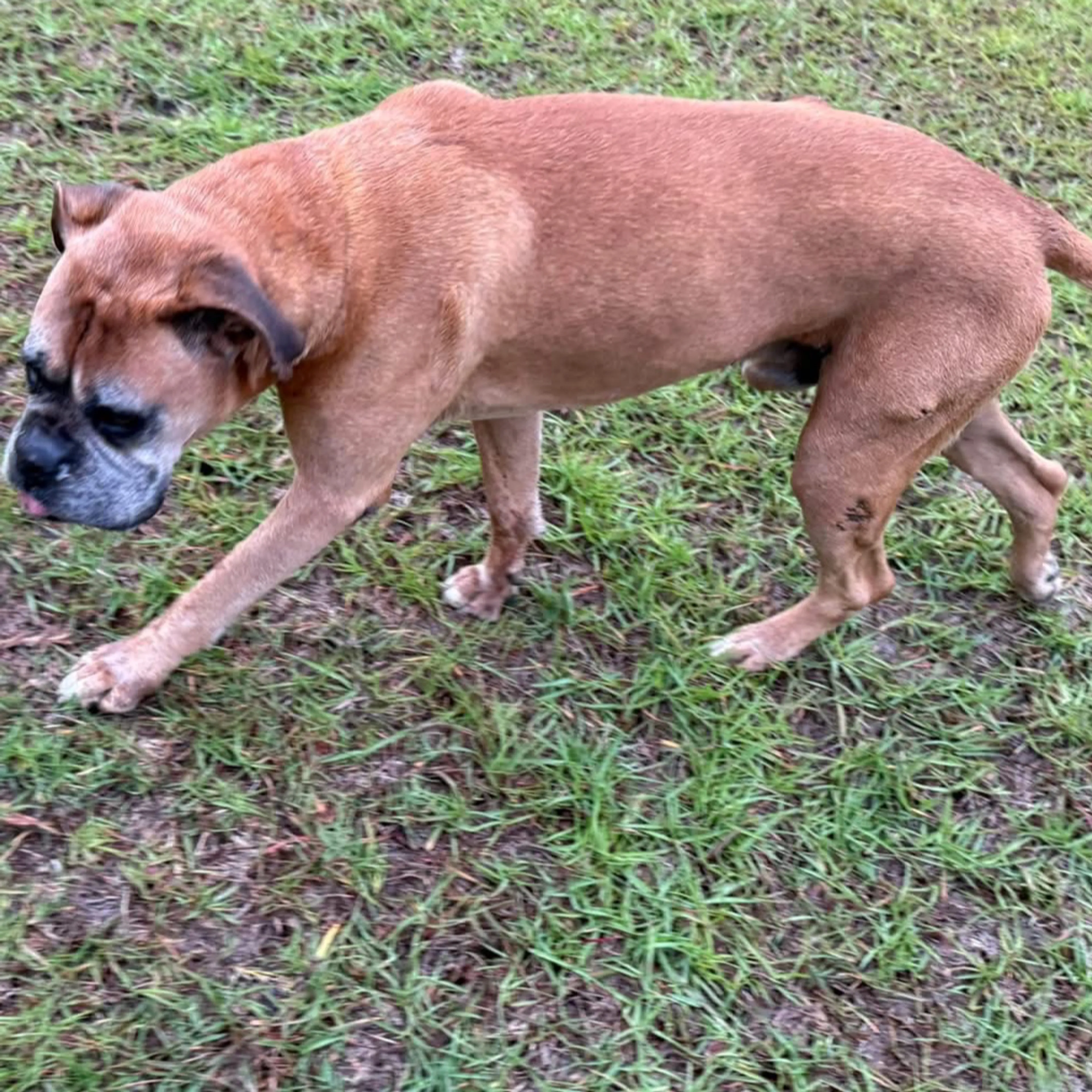 Lost pet-1