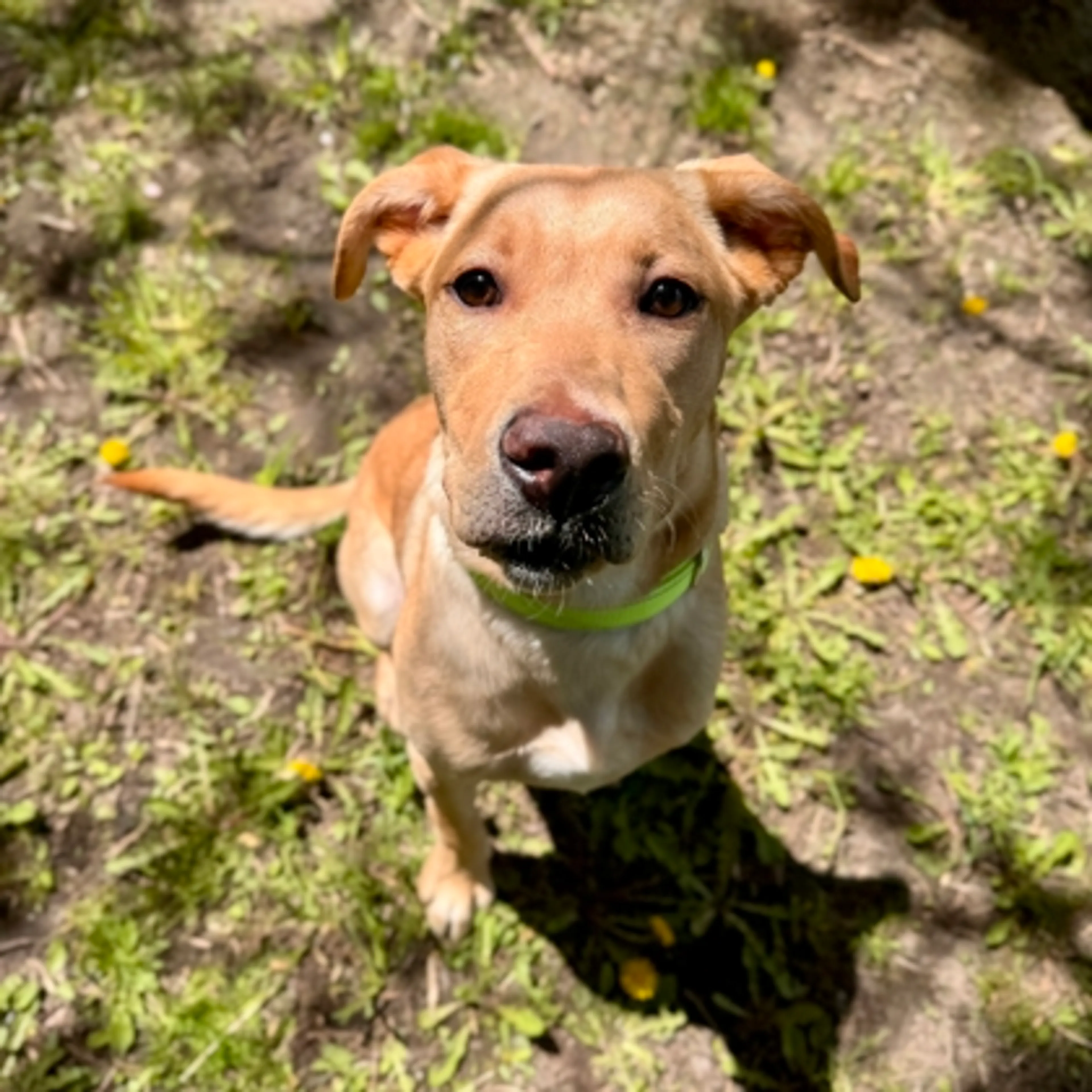 Found pet-2
