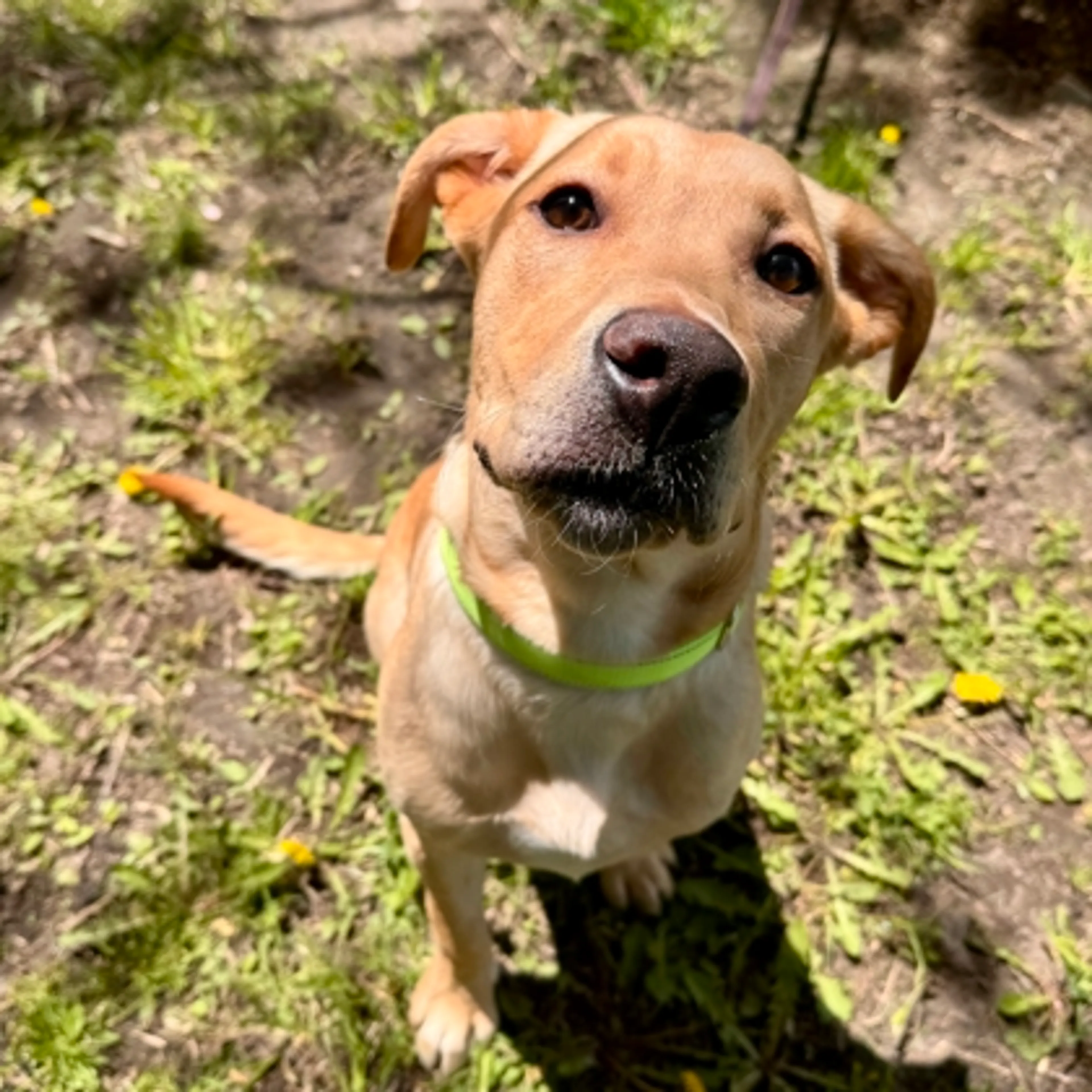 Found pet-1