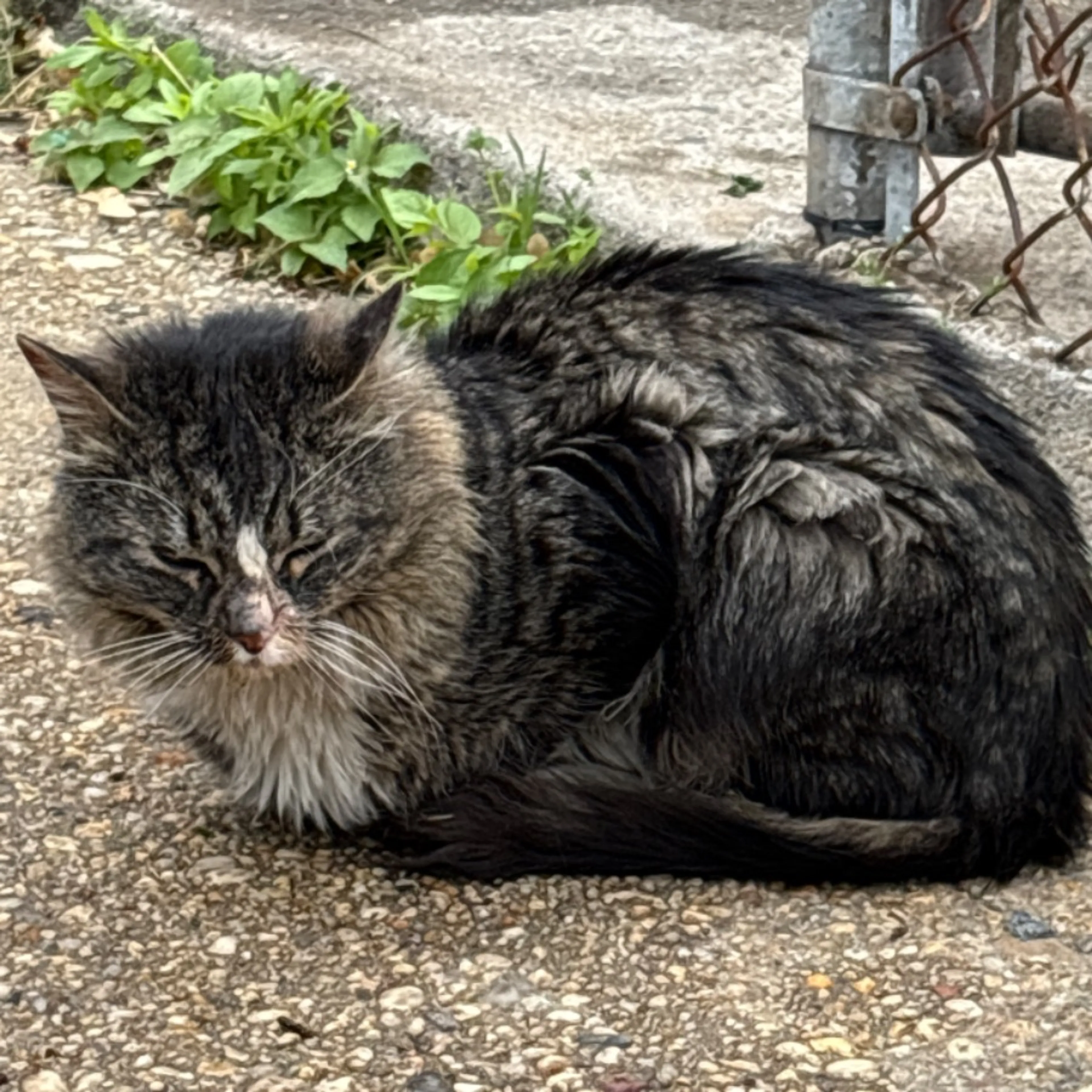 Found pet