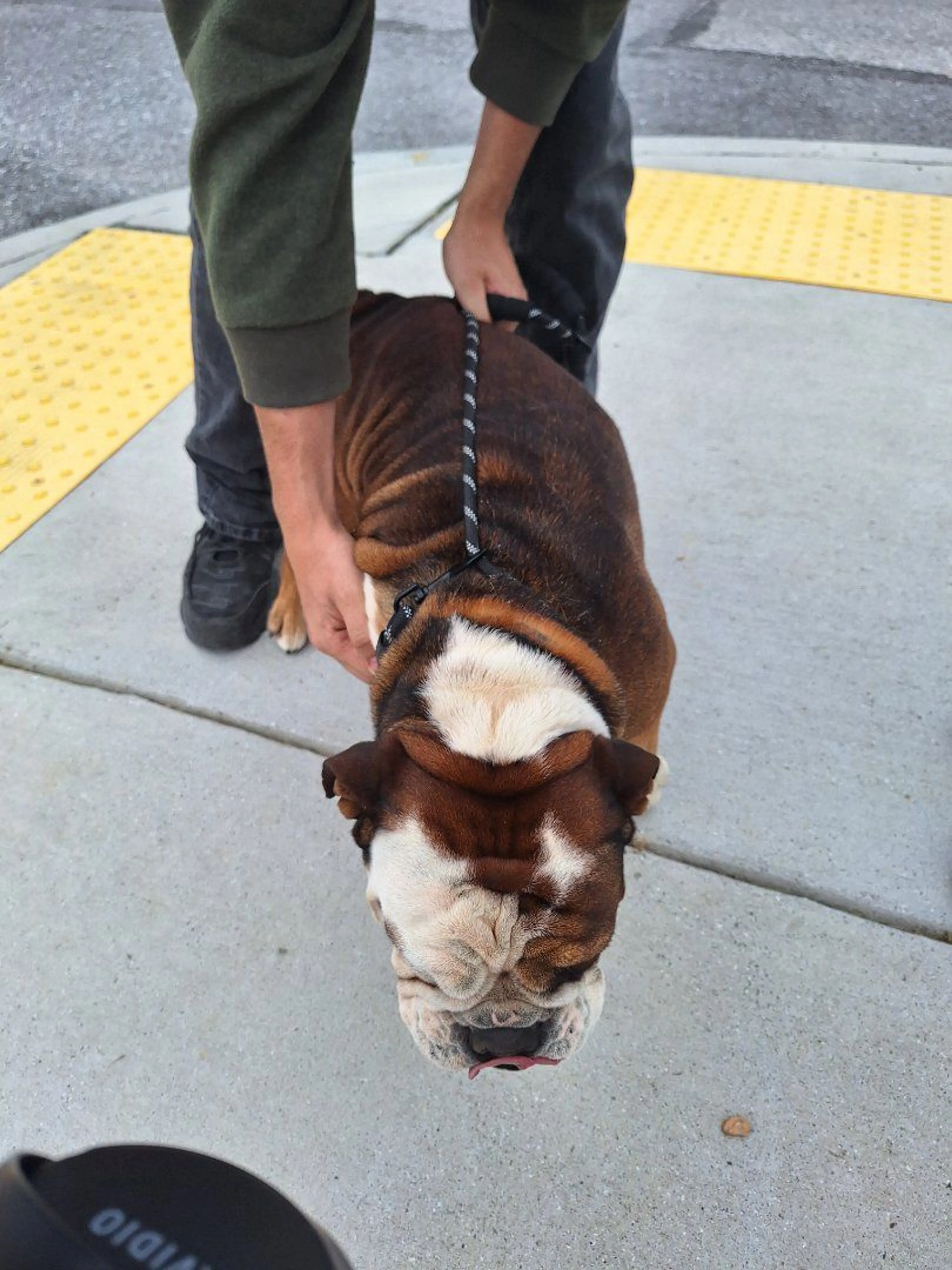 Lost pet-2