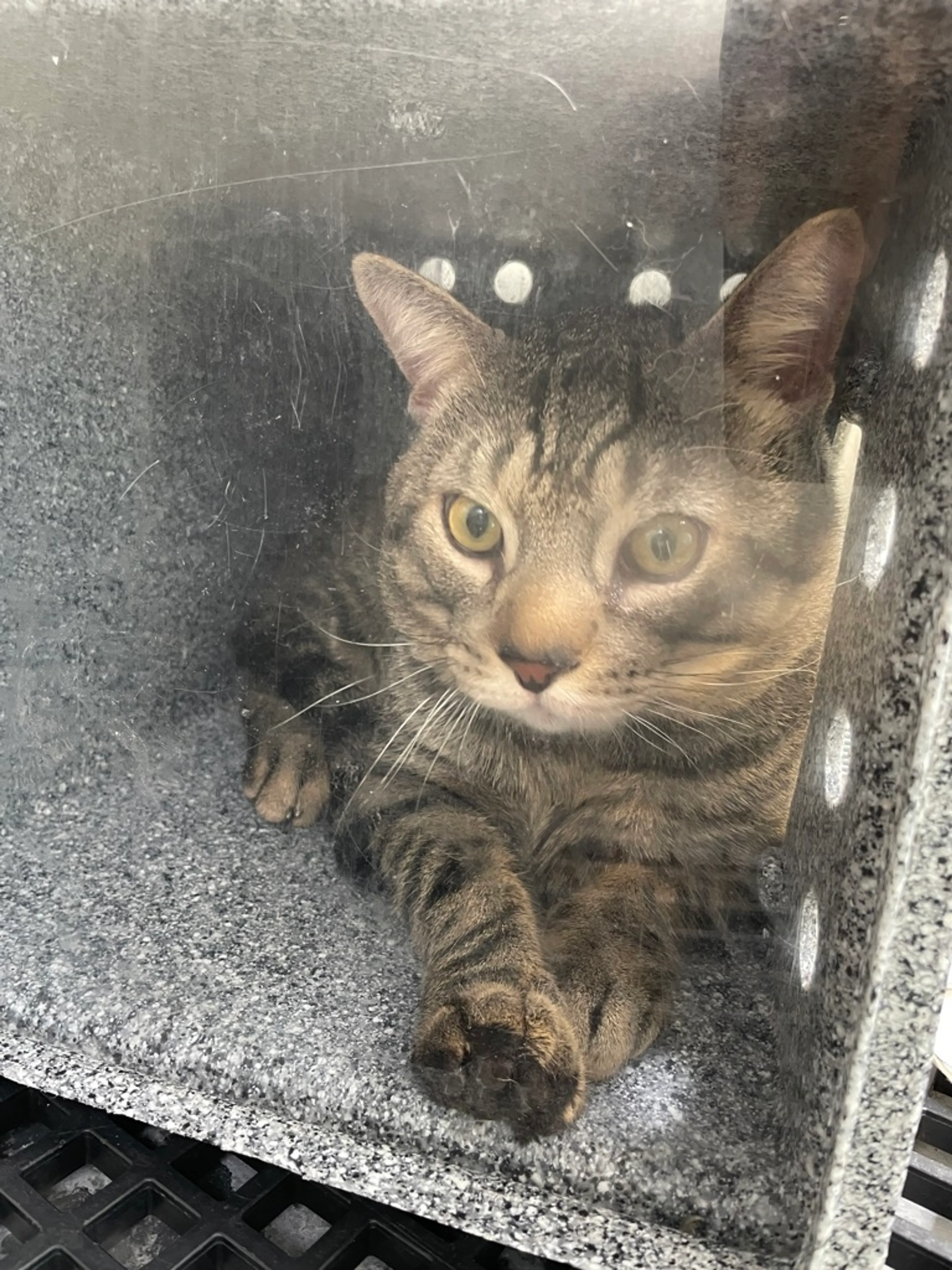 Found pet