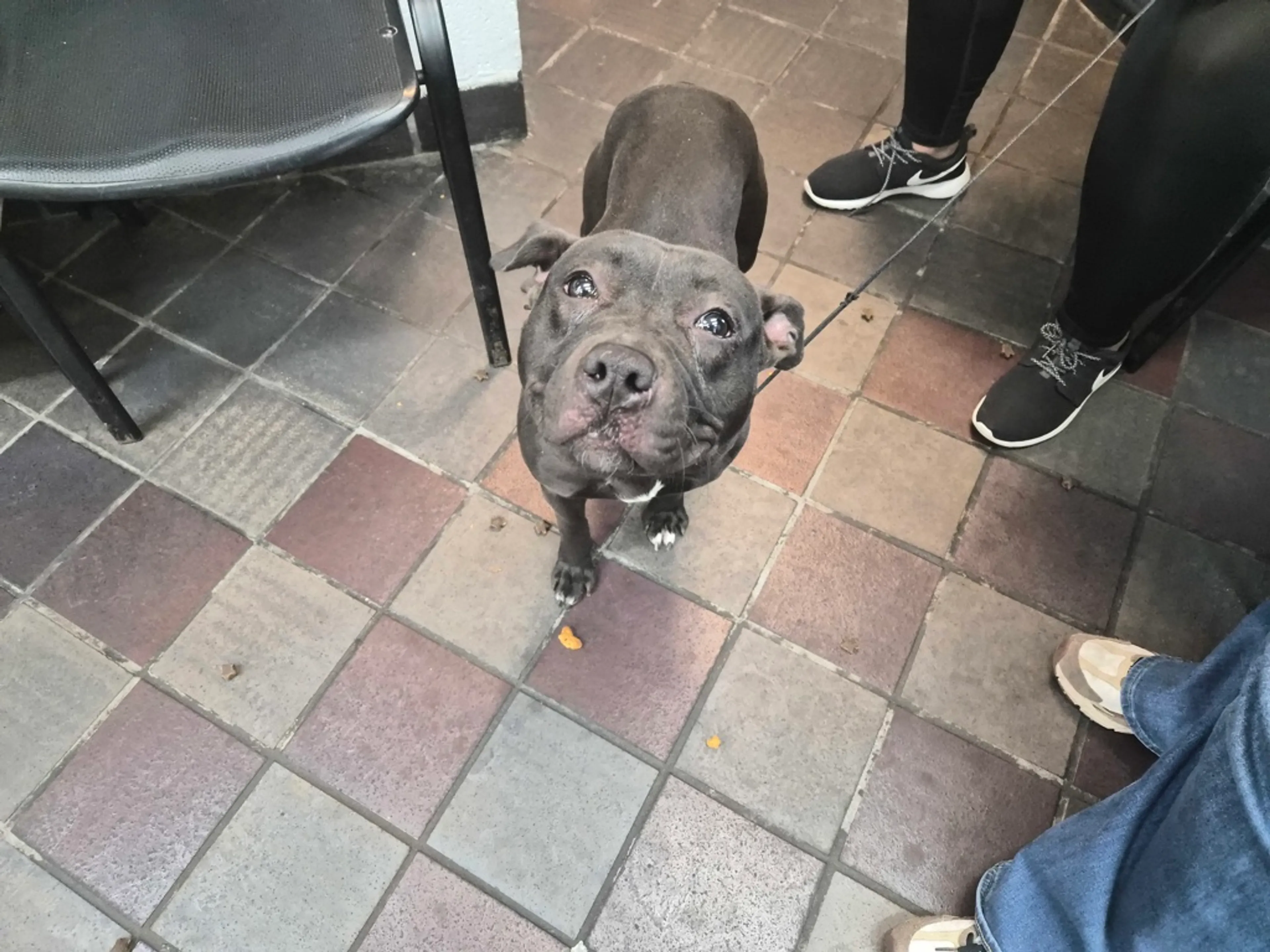 Found pet-1