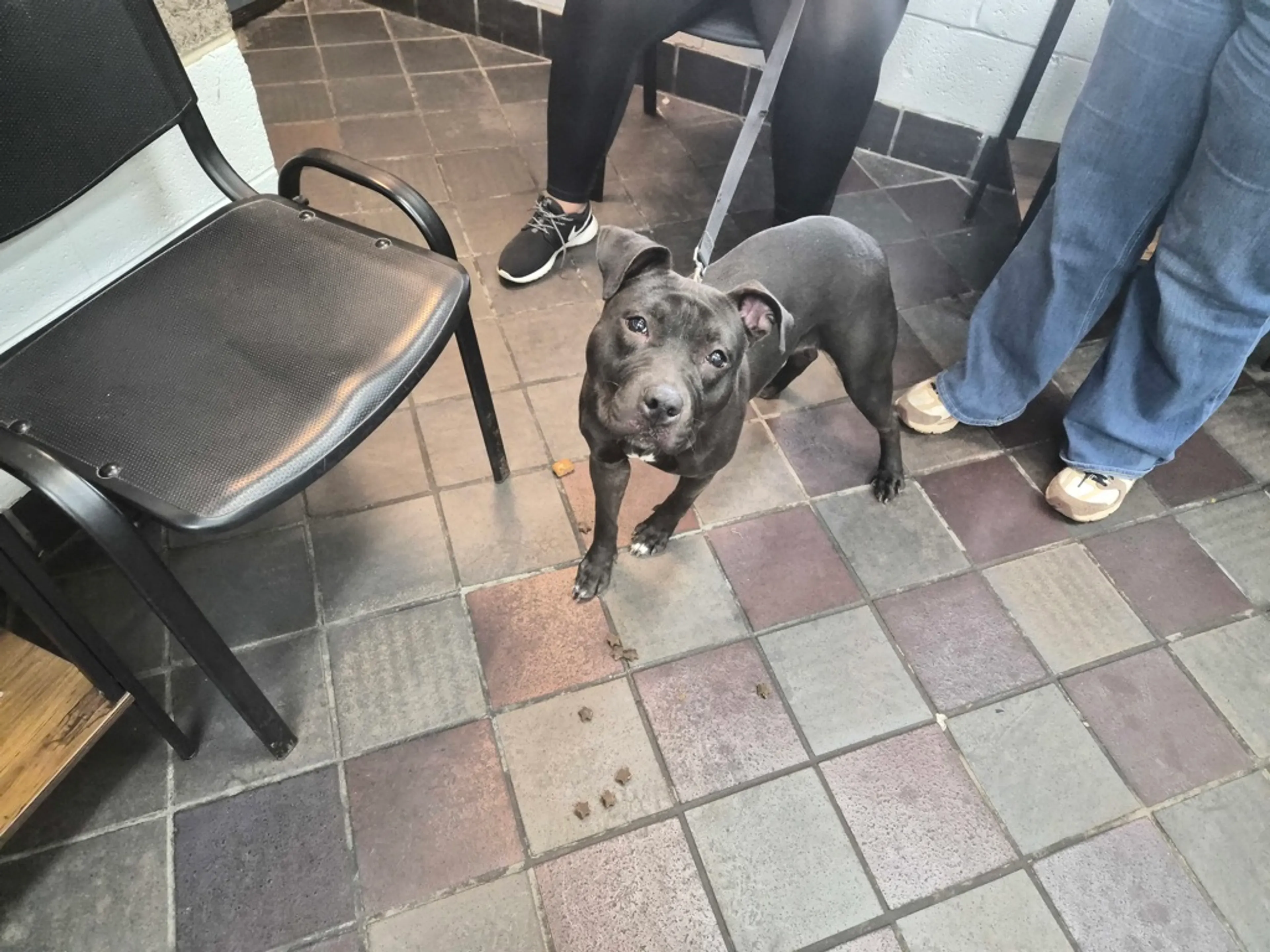 Found pet-2