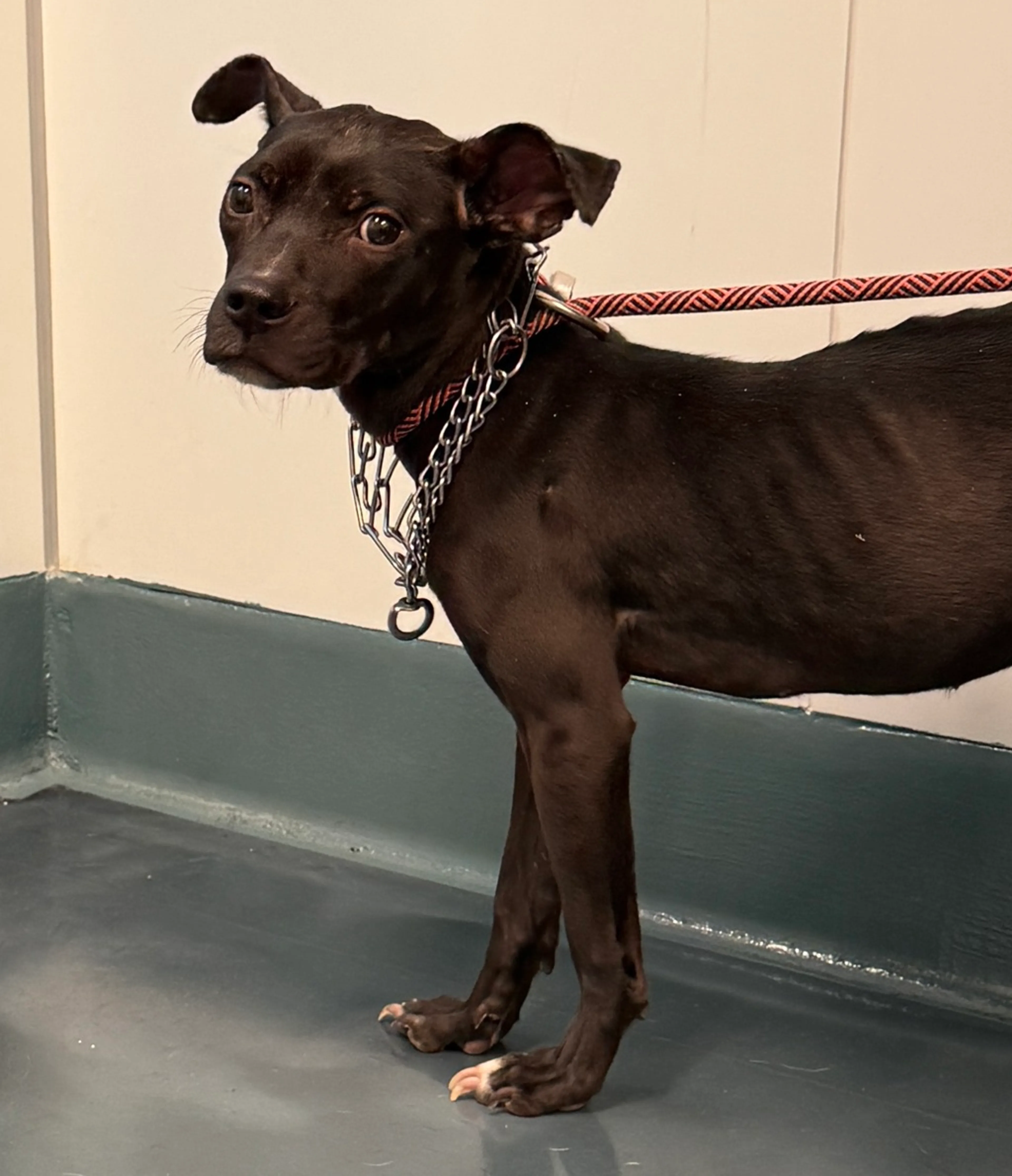 Found pet