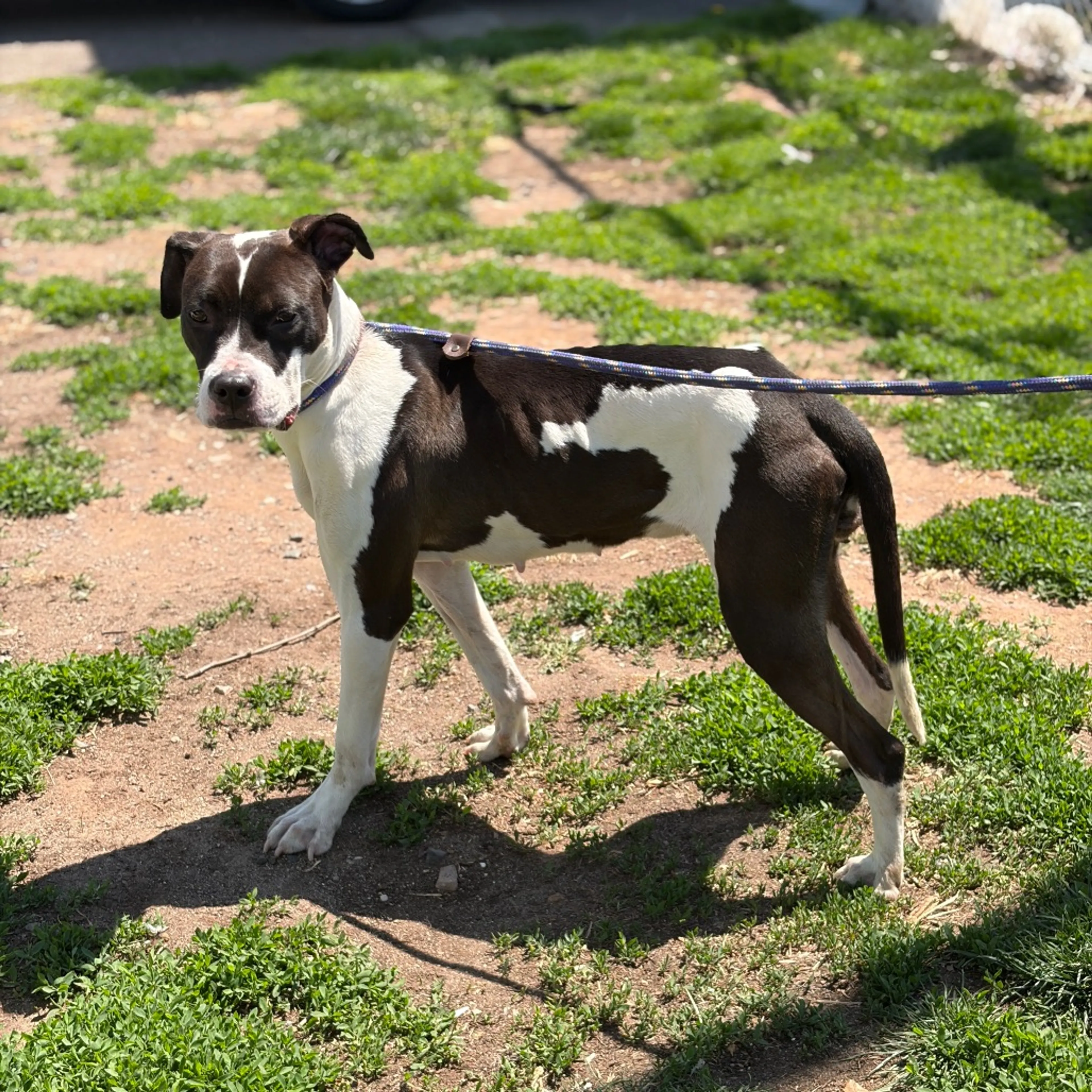 Found pet-7