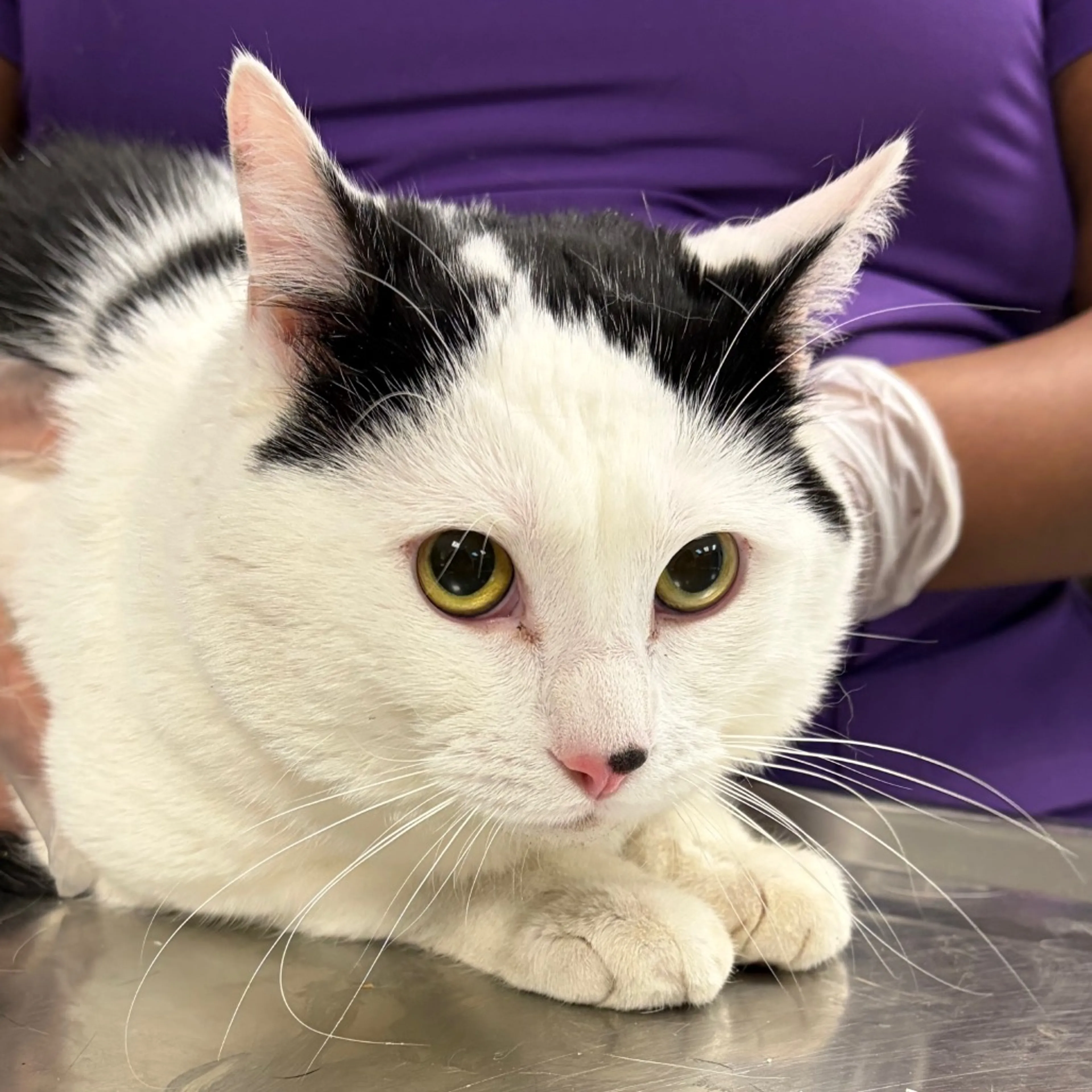 Found pet