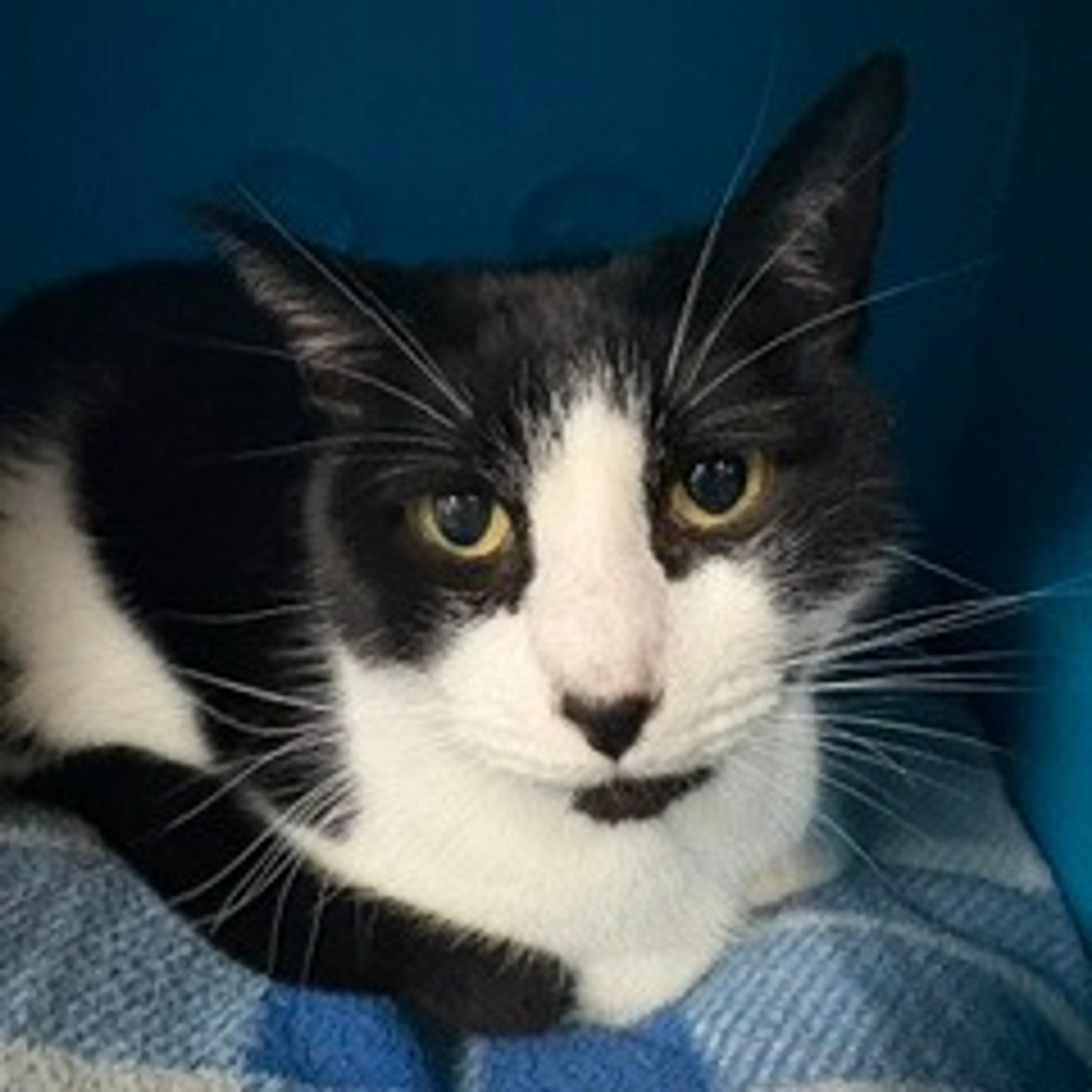 cdn image