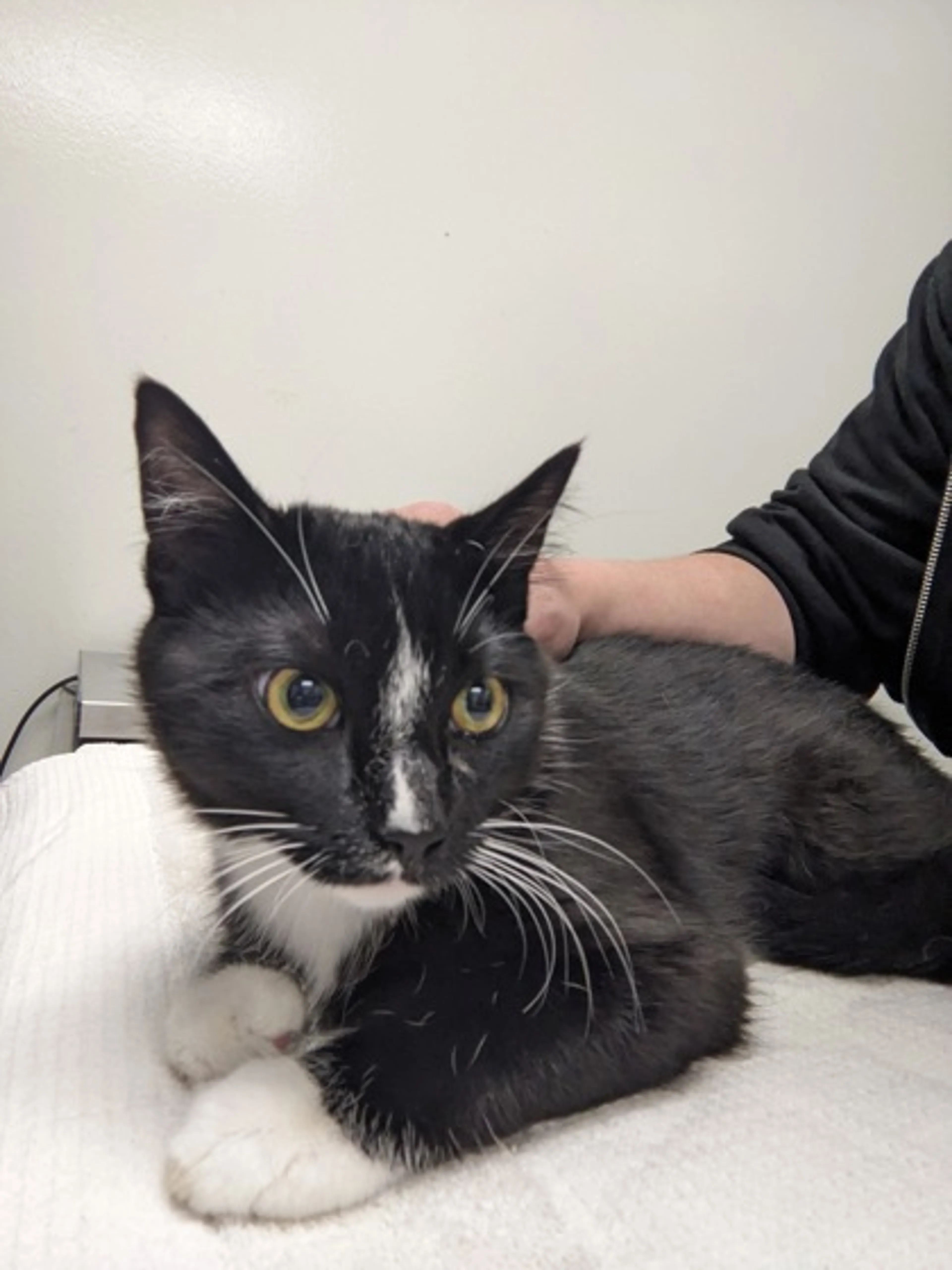 Found pet