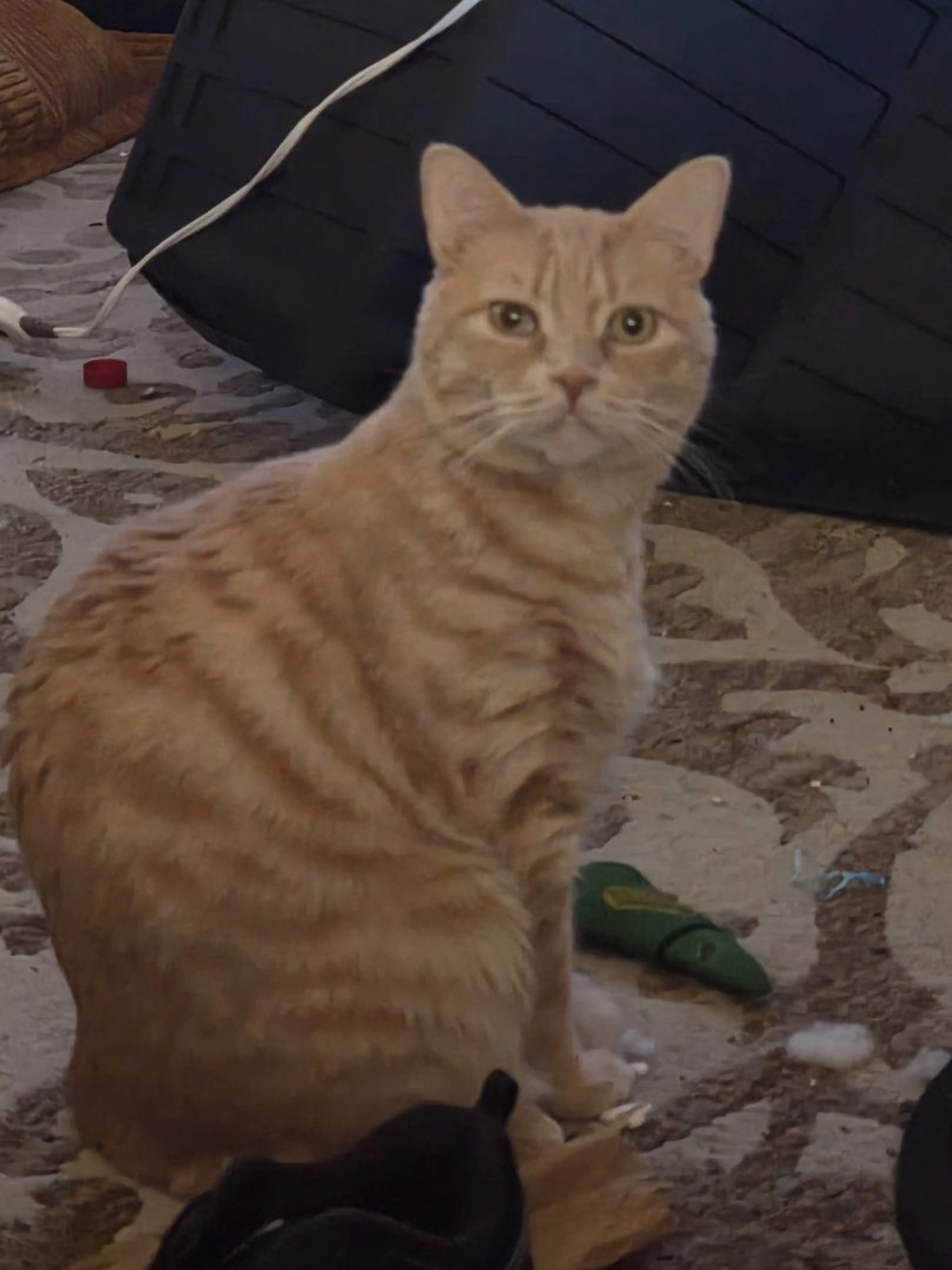 Lost pet-1