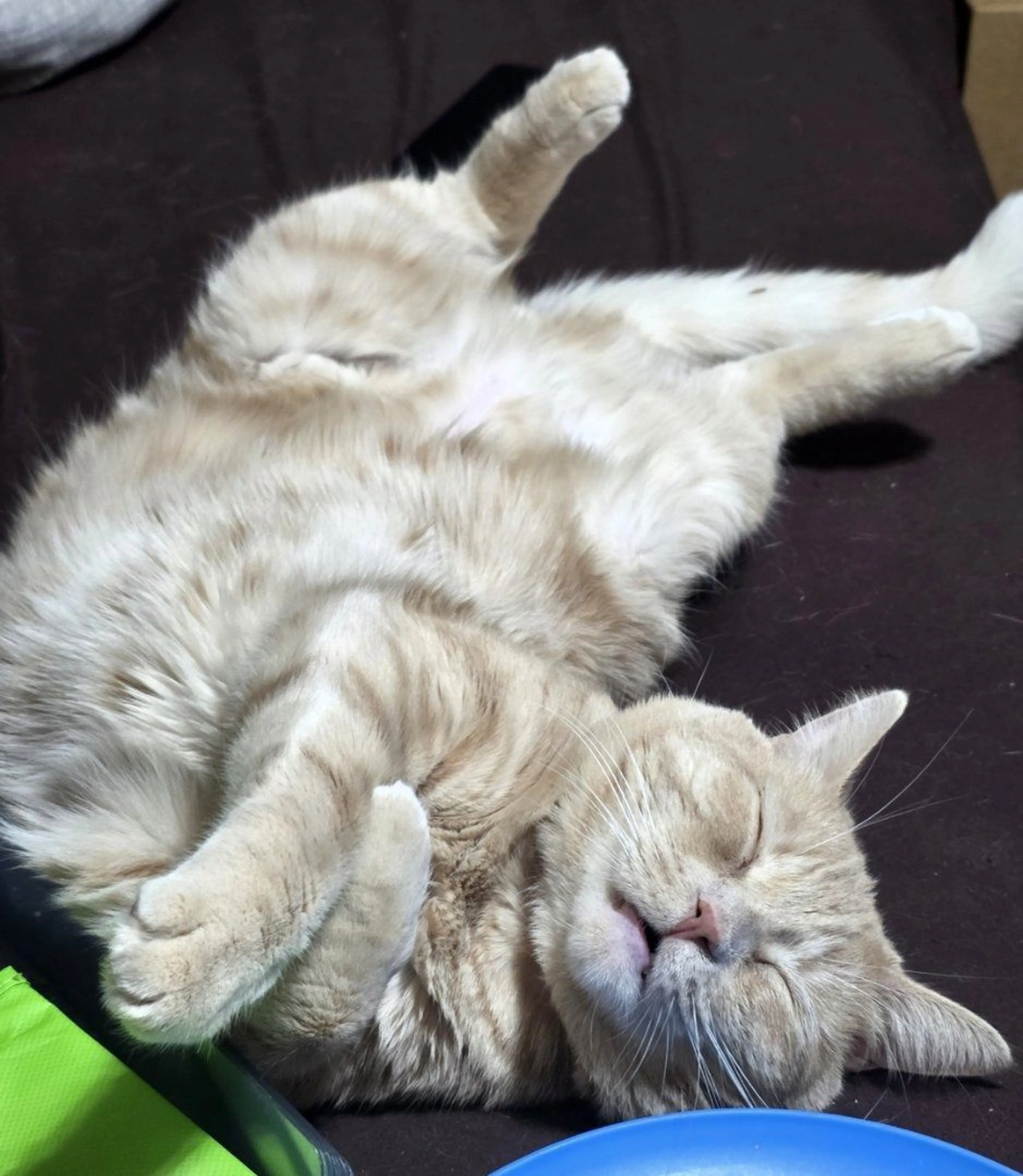 Lost pet-2