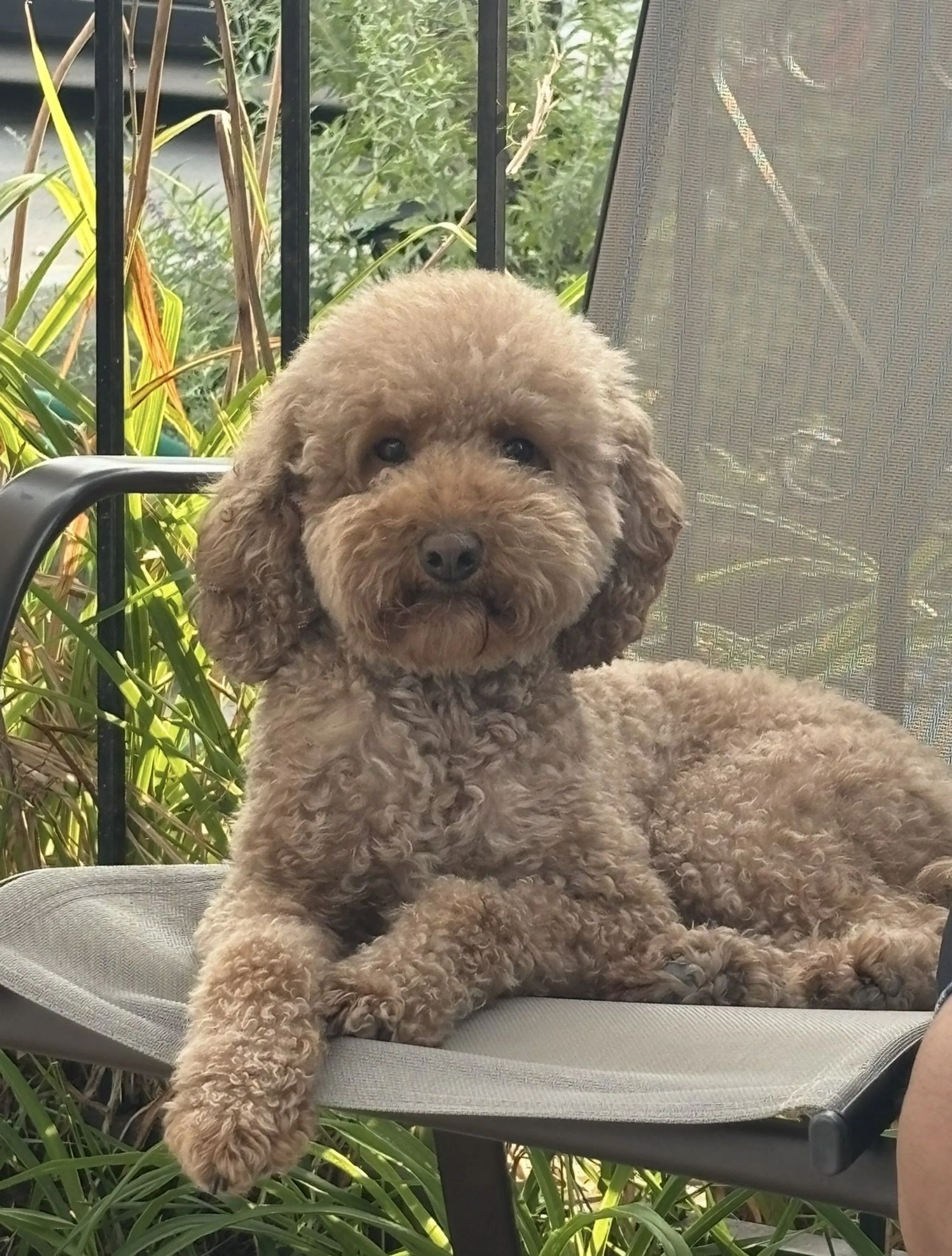 Lost pet