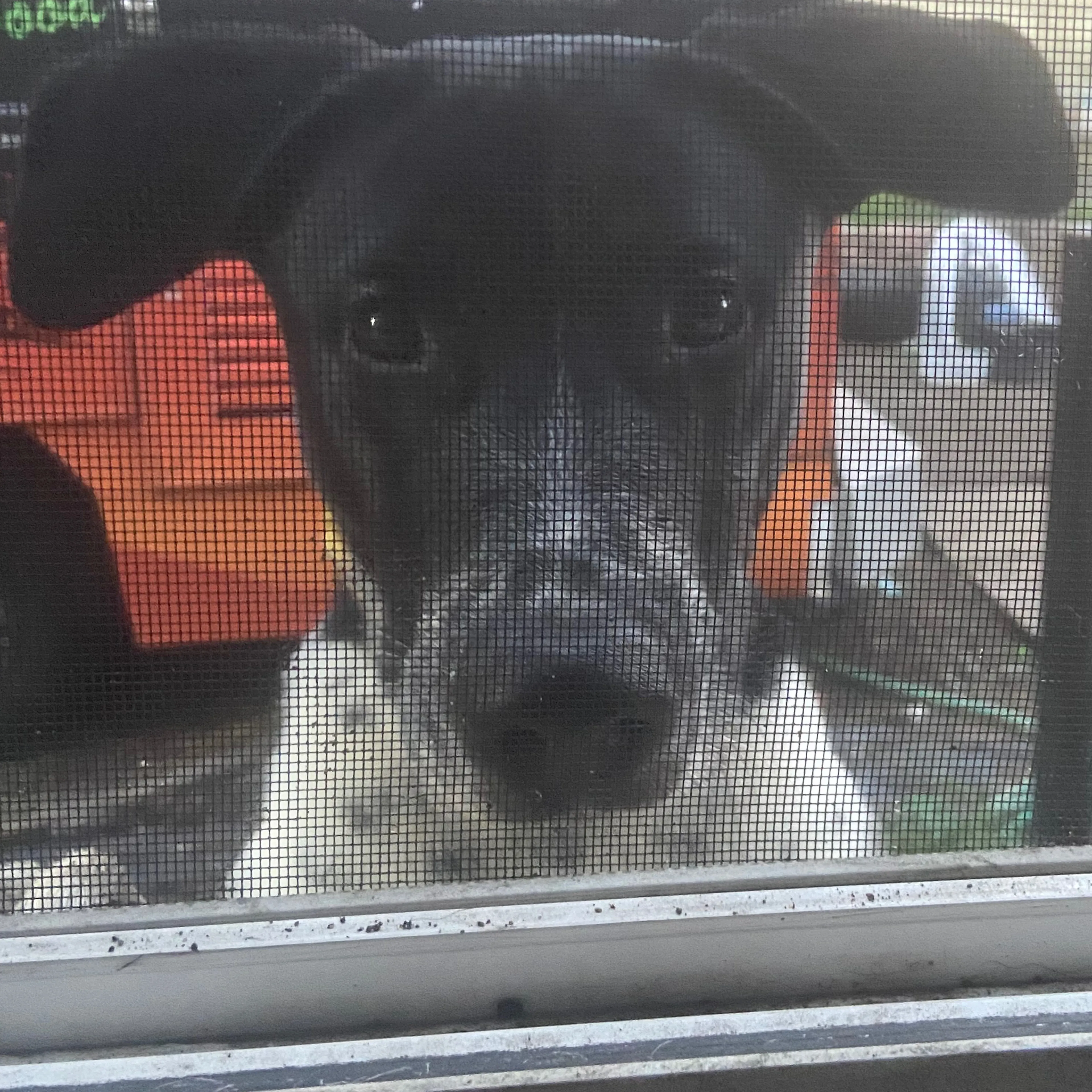 Lost pet-2