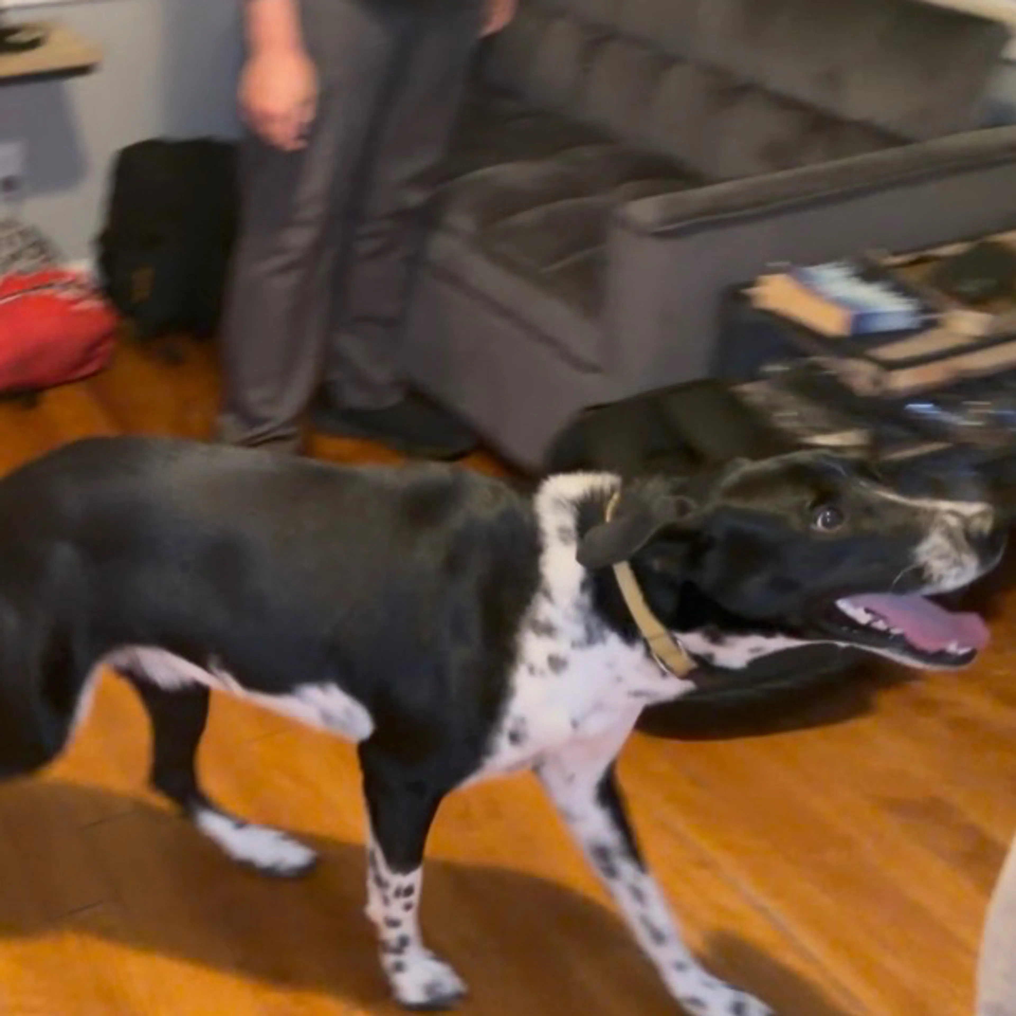 Lost pet-1