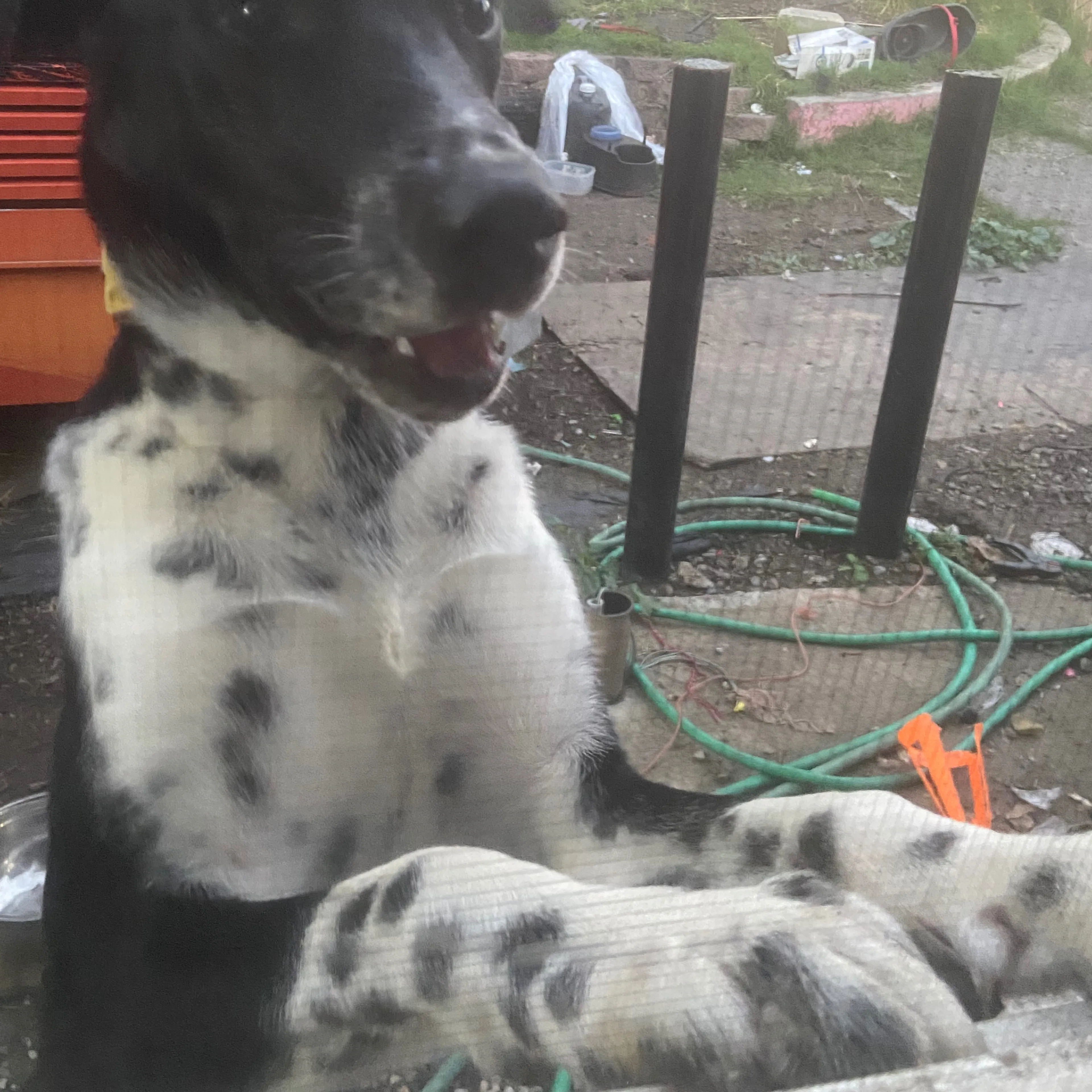 Lost pet-3