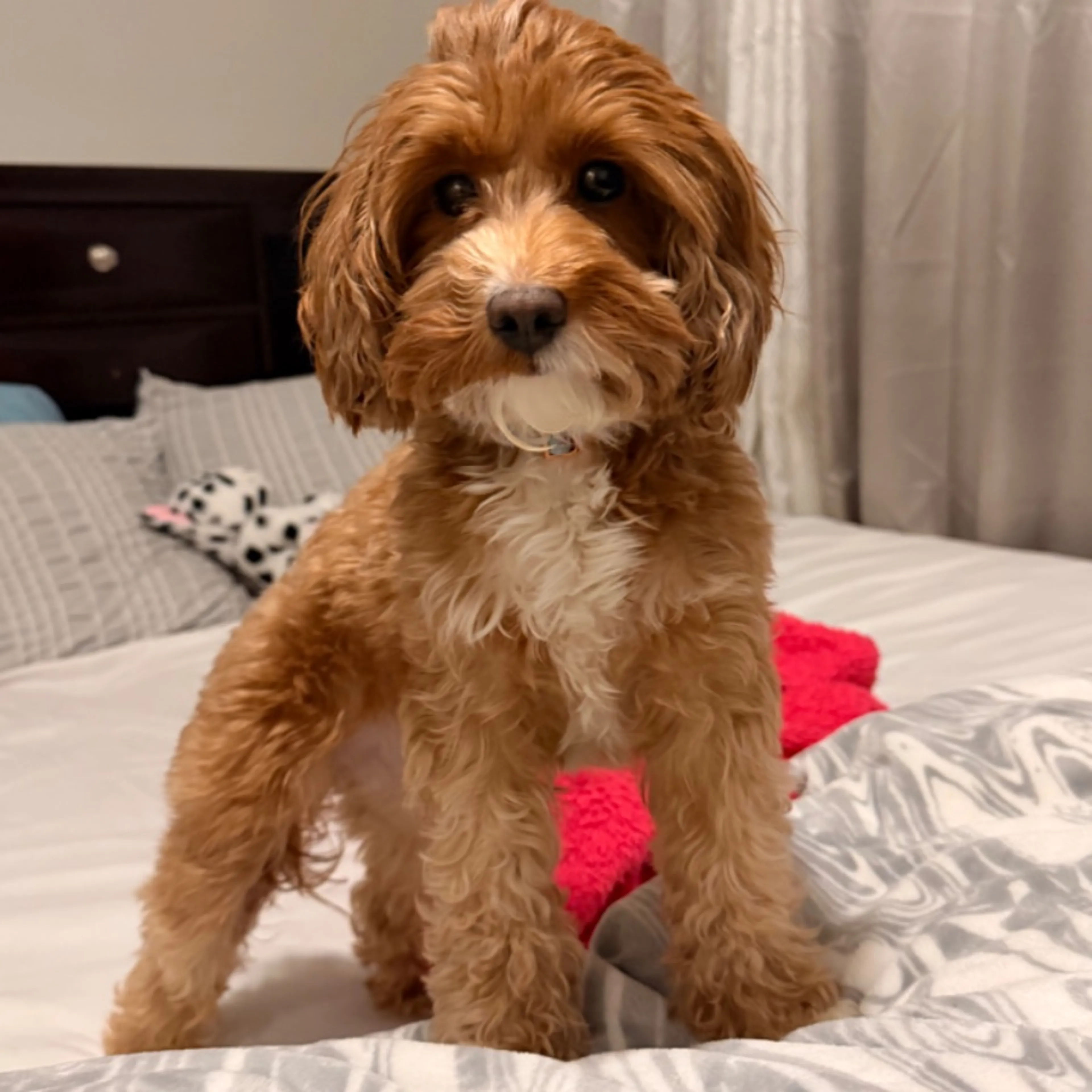 Lost pet