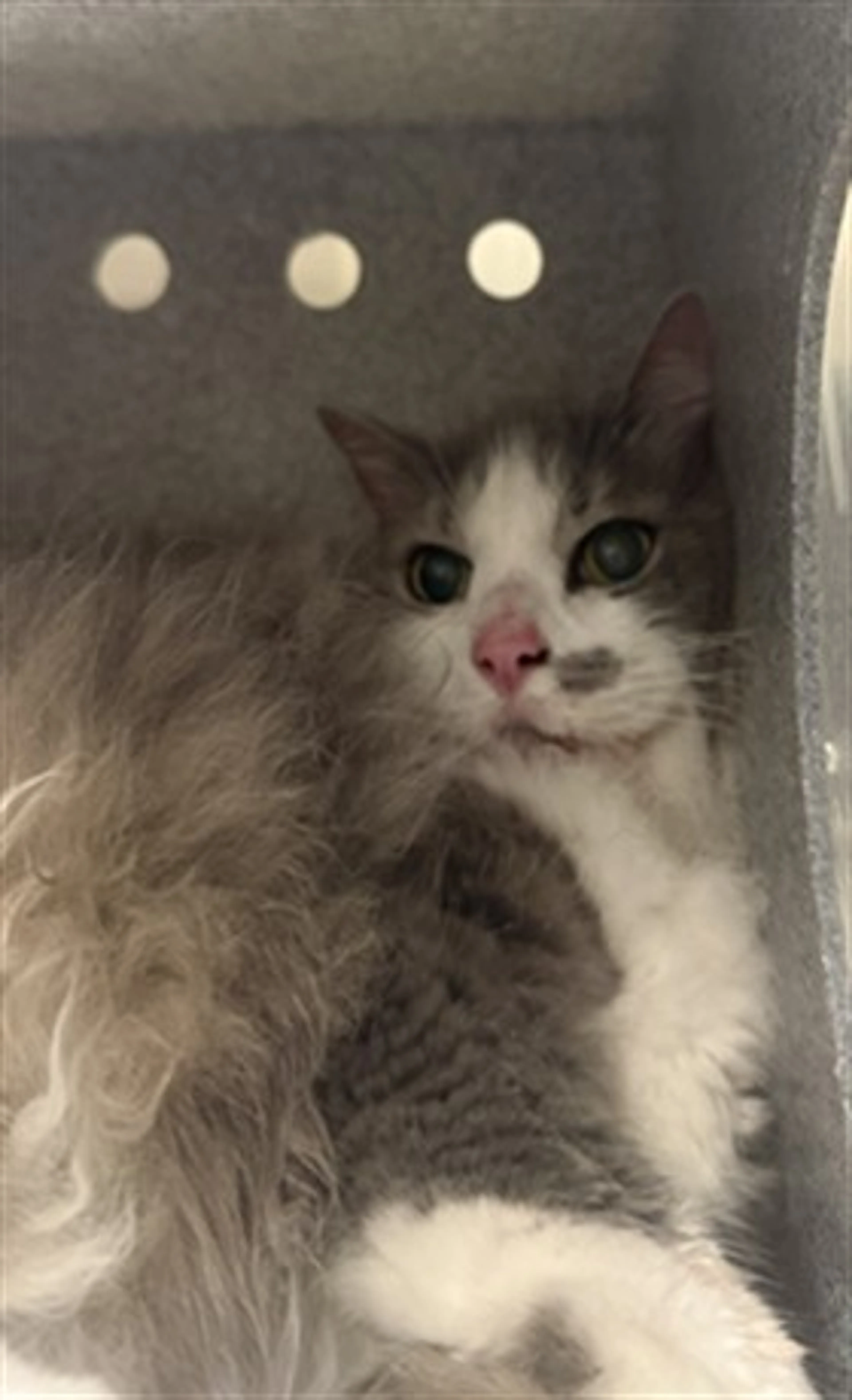 Found pet