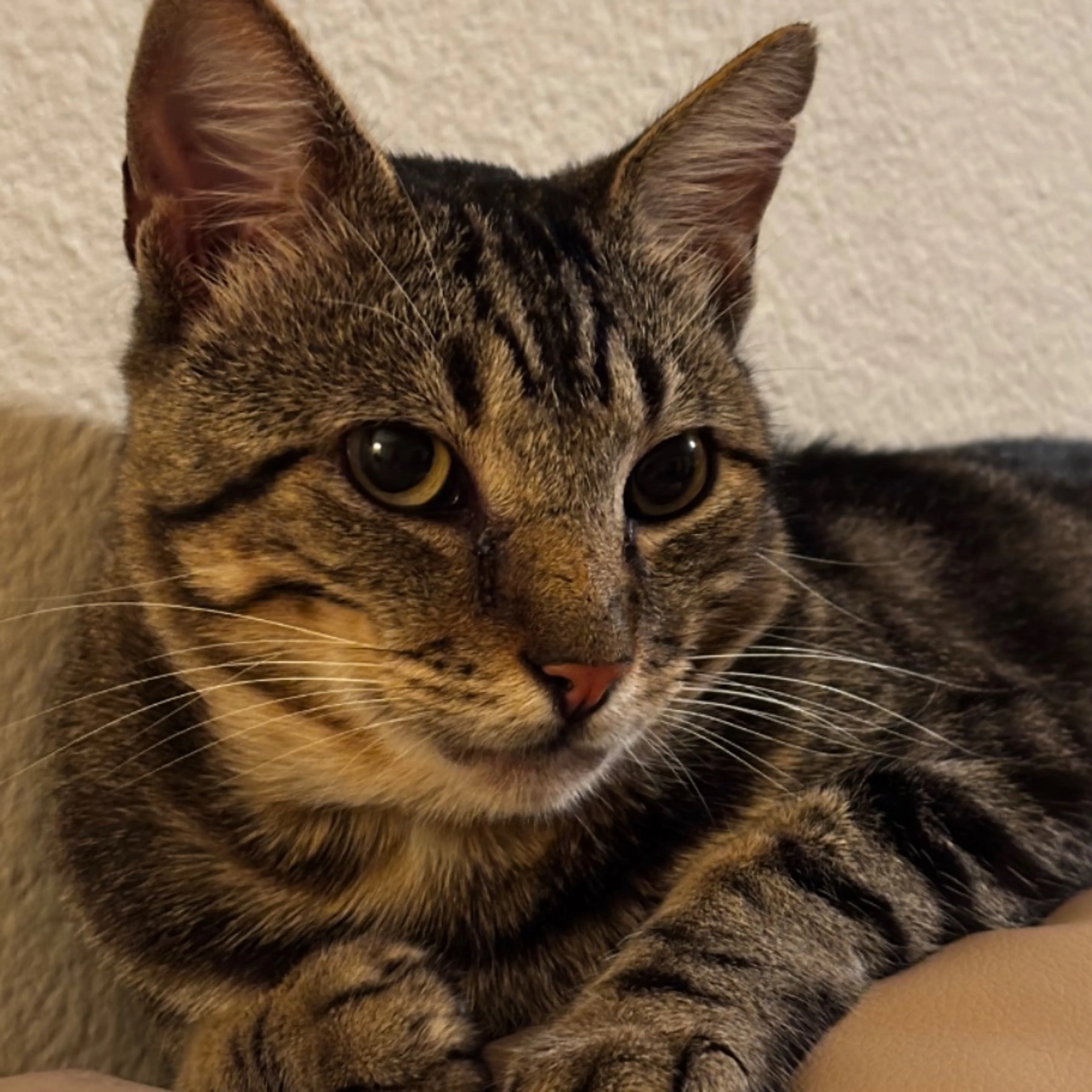 Lost pet