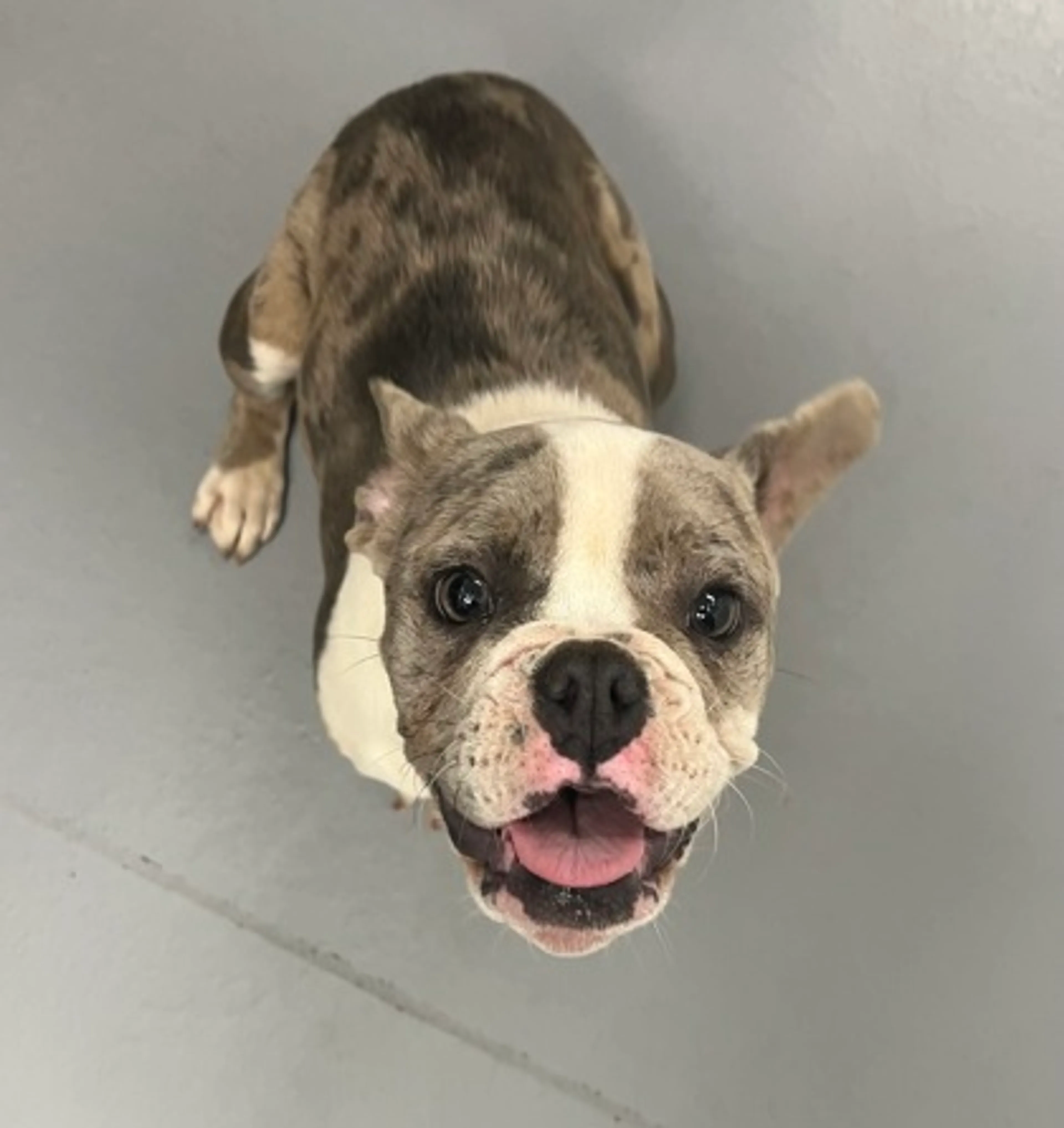 Found pet