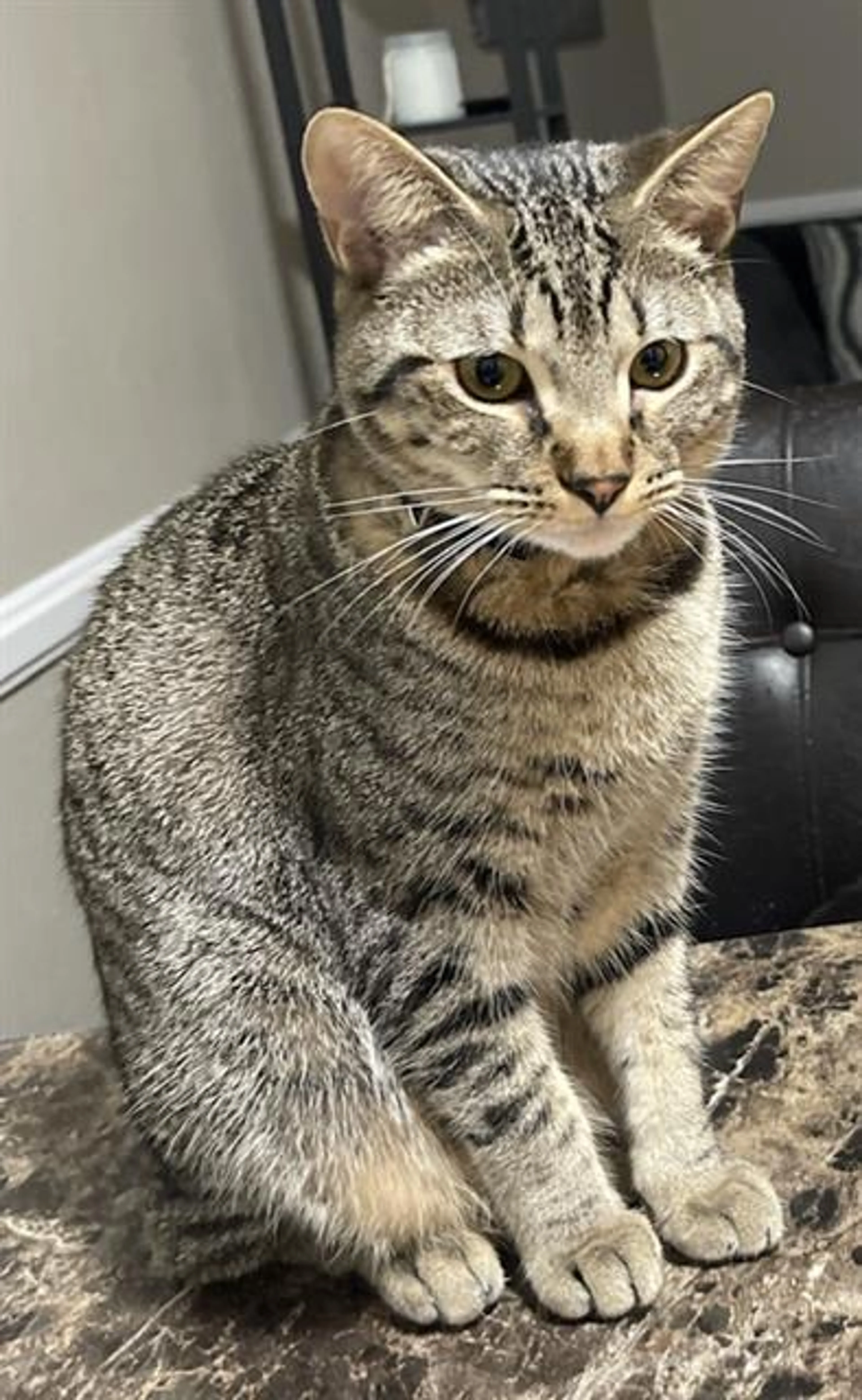 Found pet
