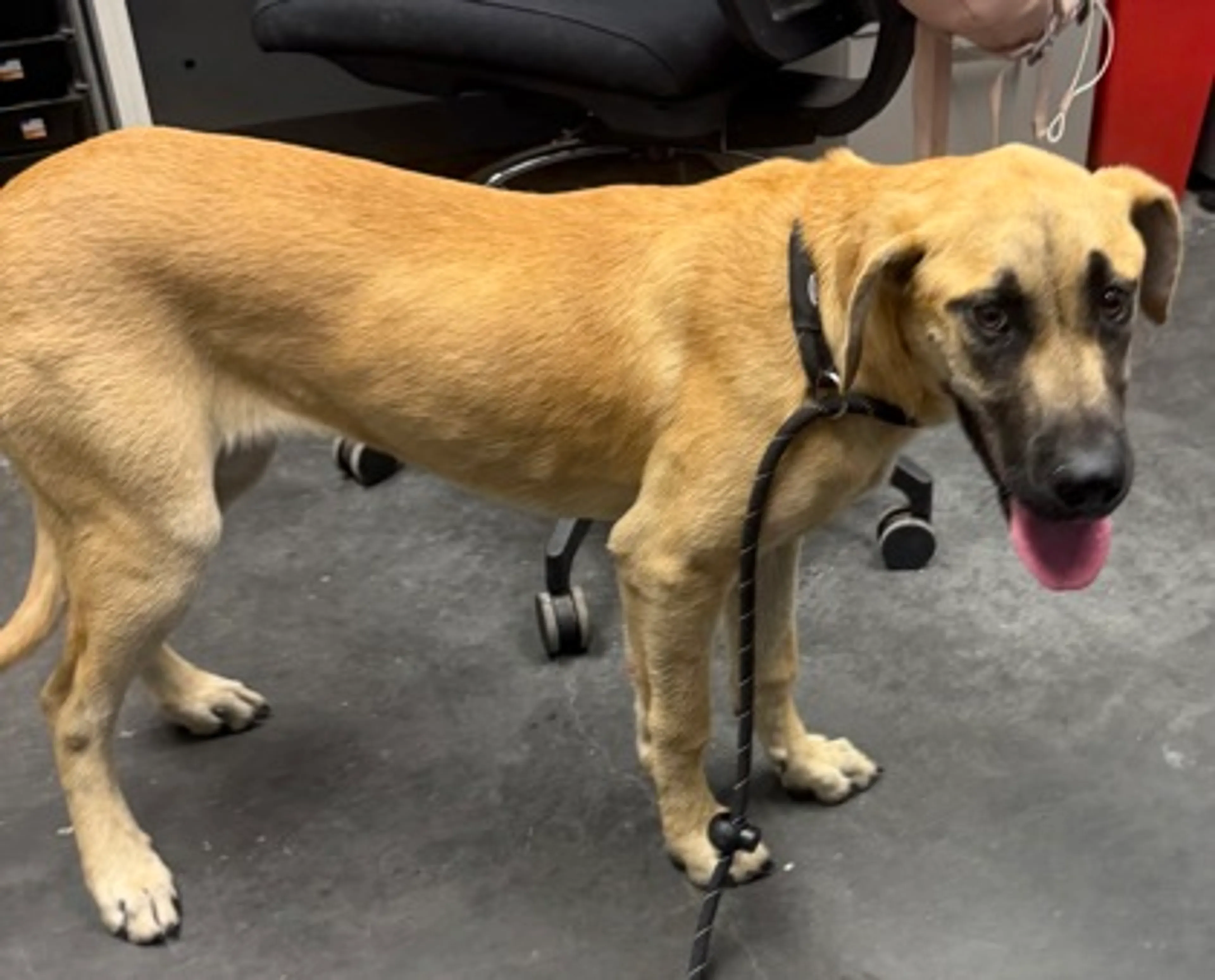 Found pet