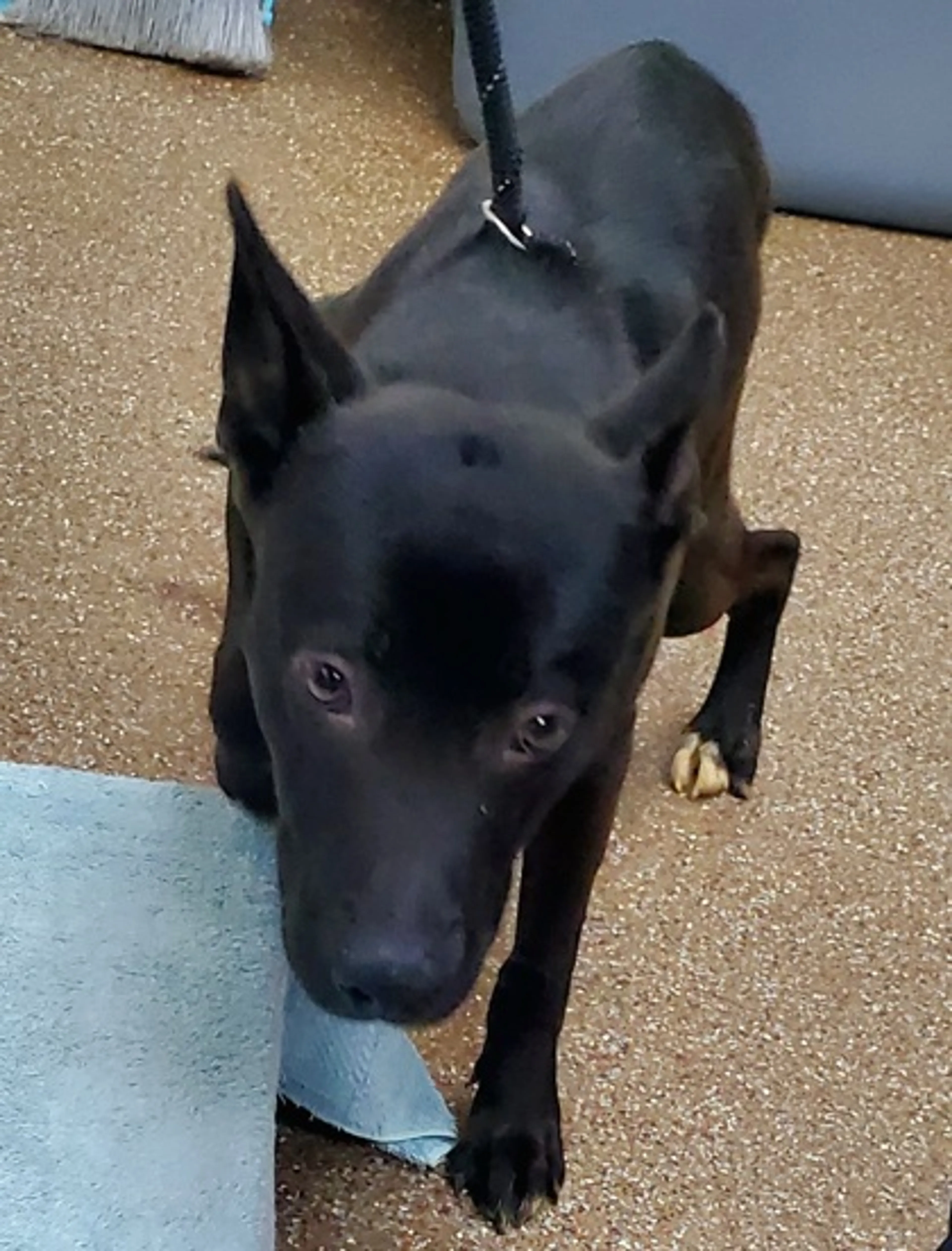 Found pet
