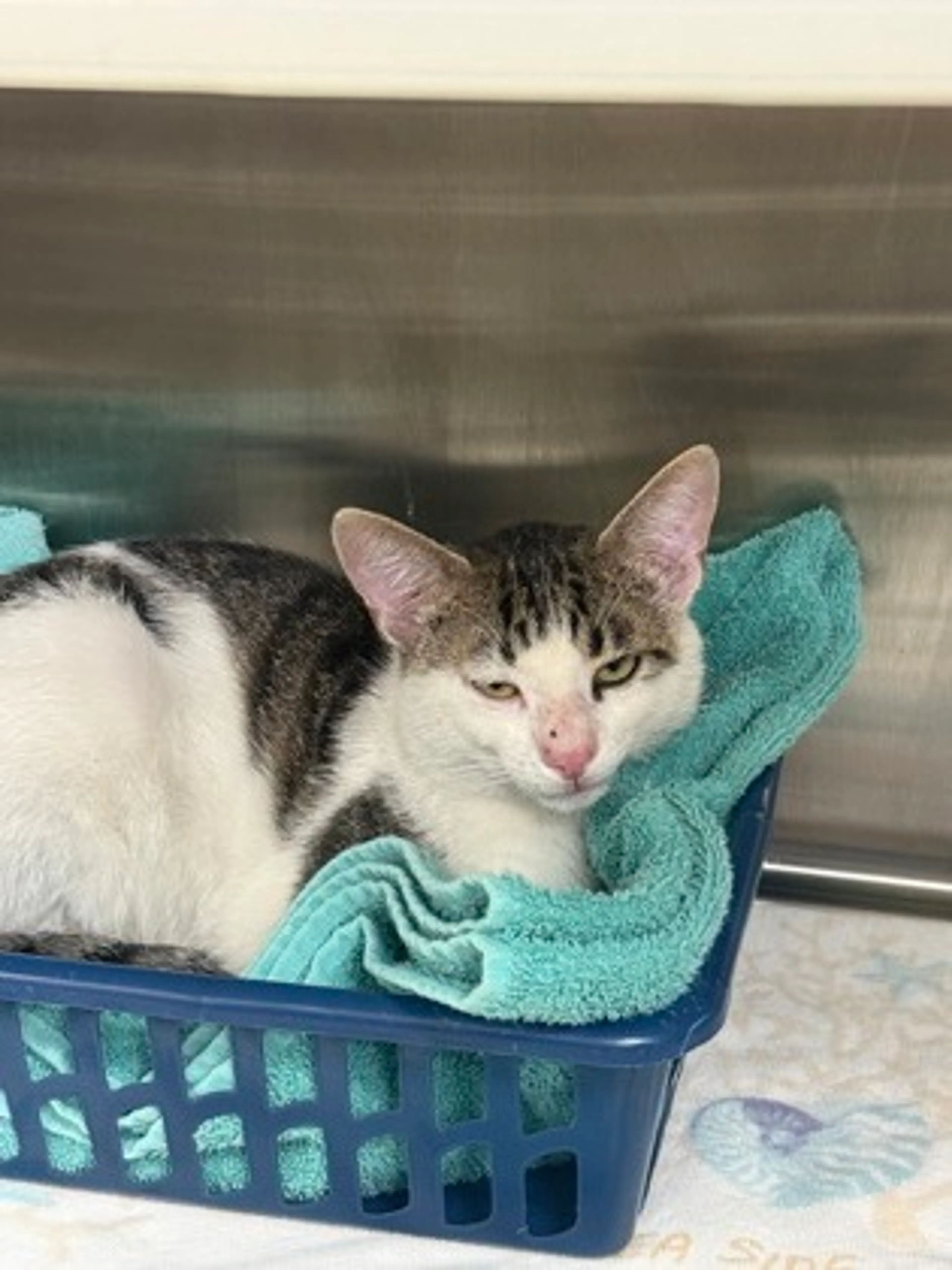 Found pet