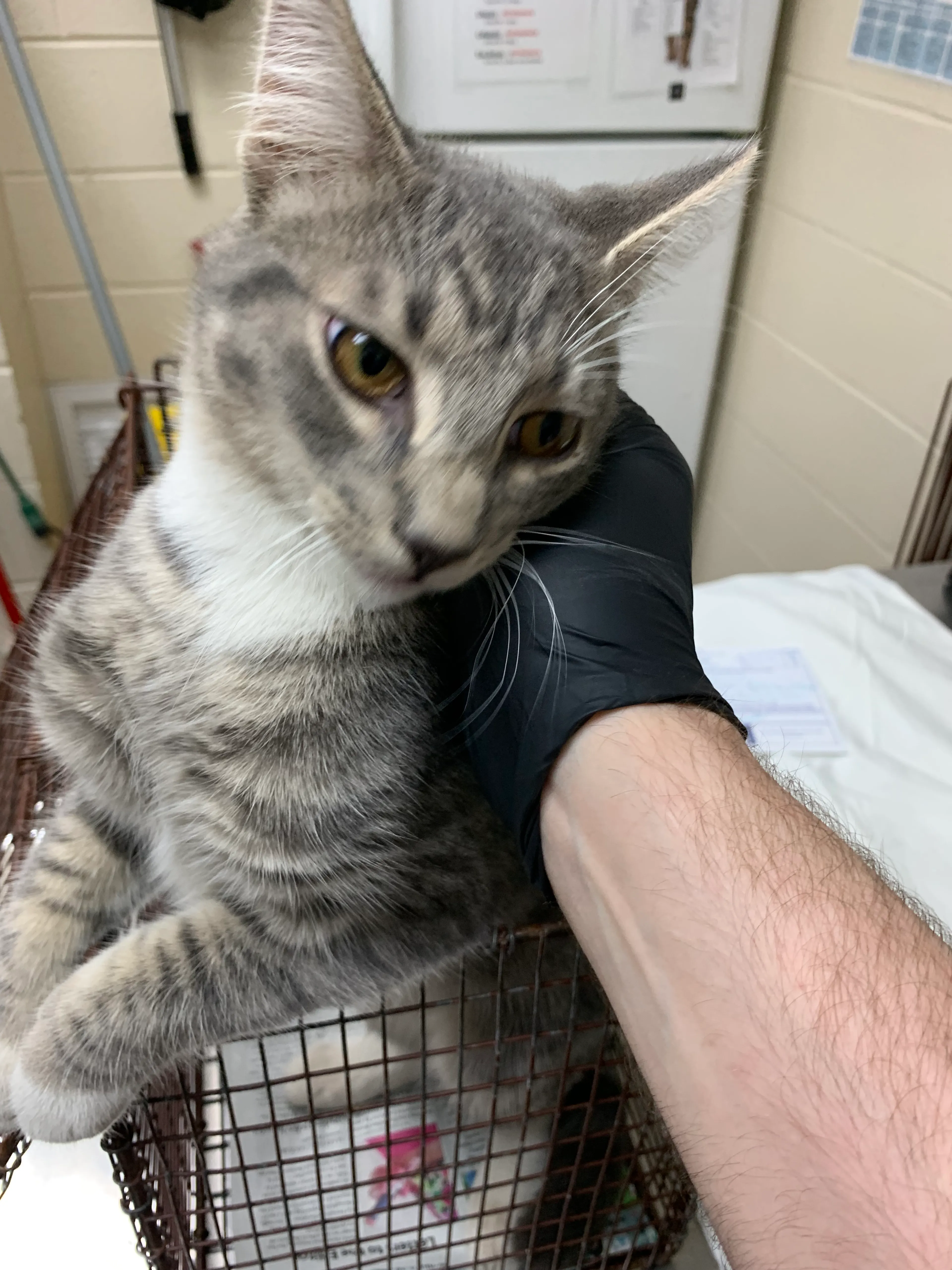 Found pet