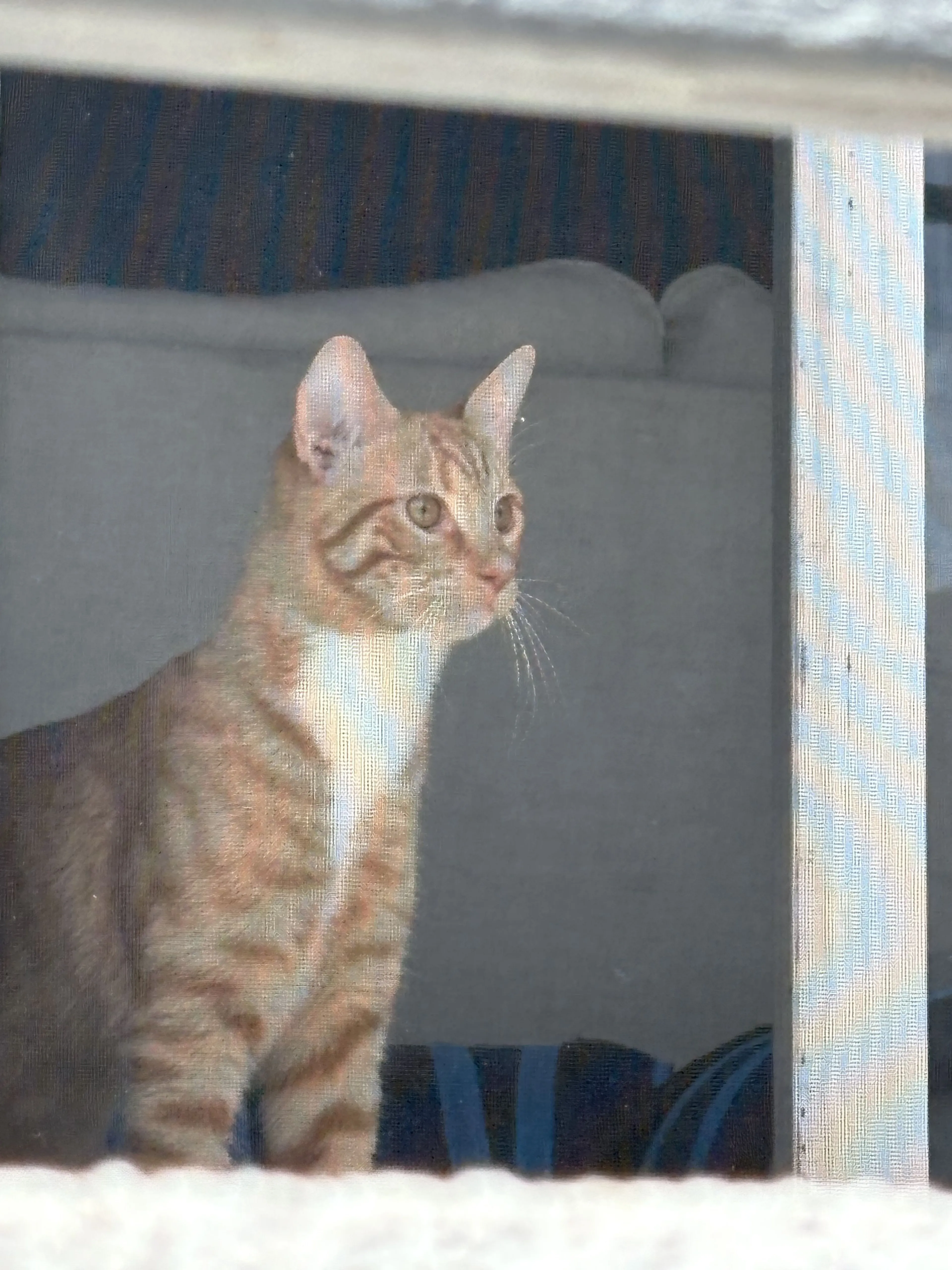 Lost pet-1