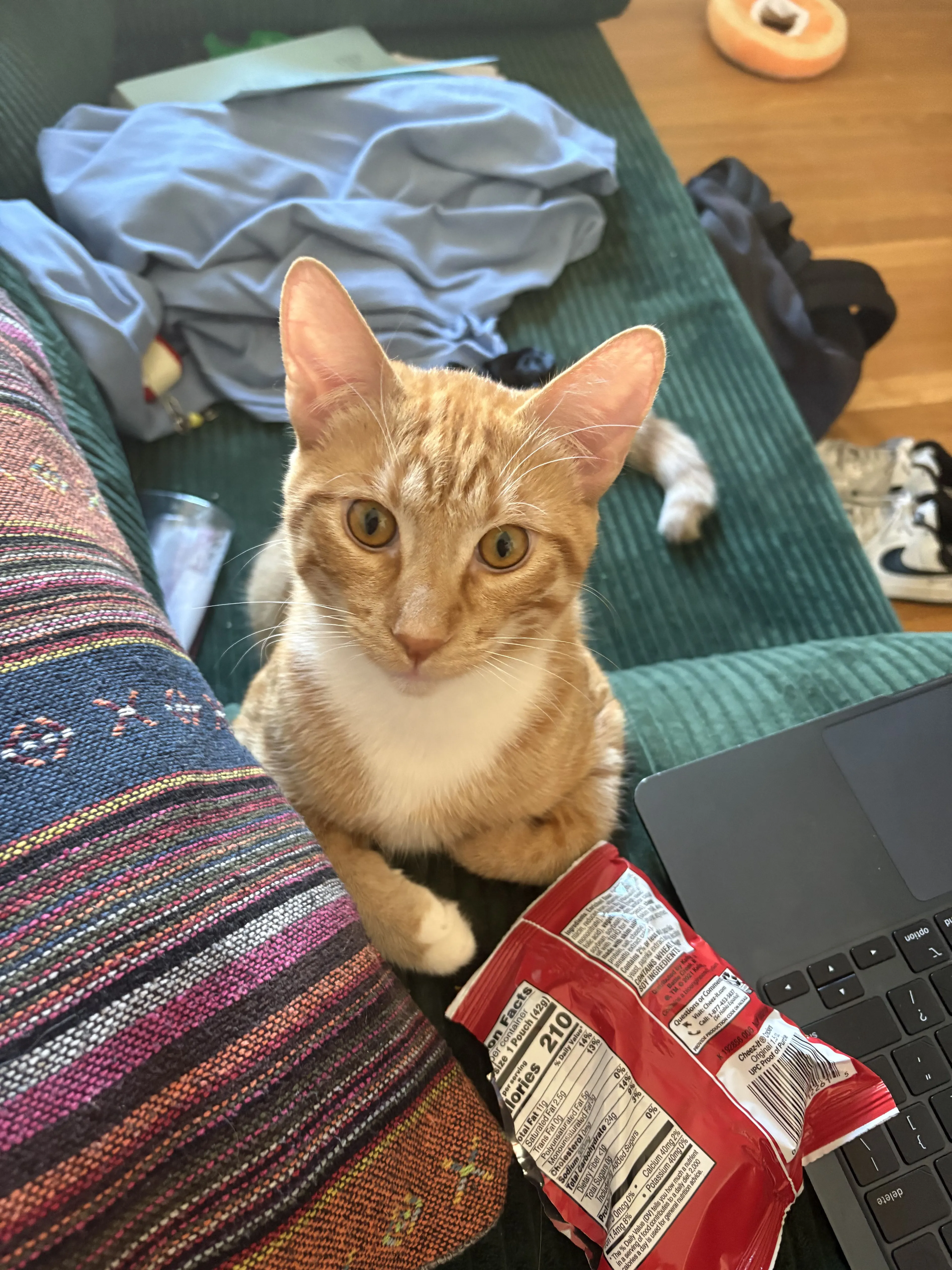 Lost pet-0