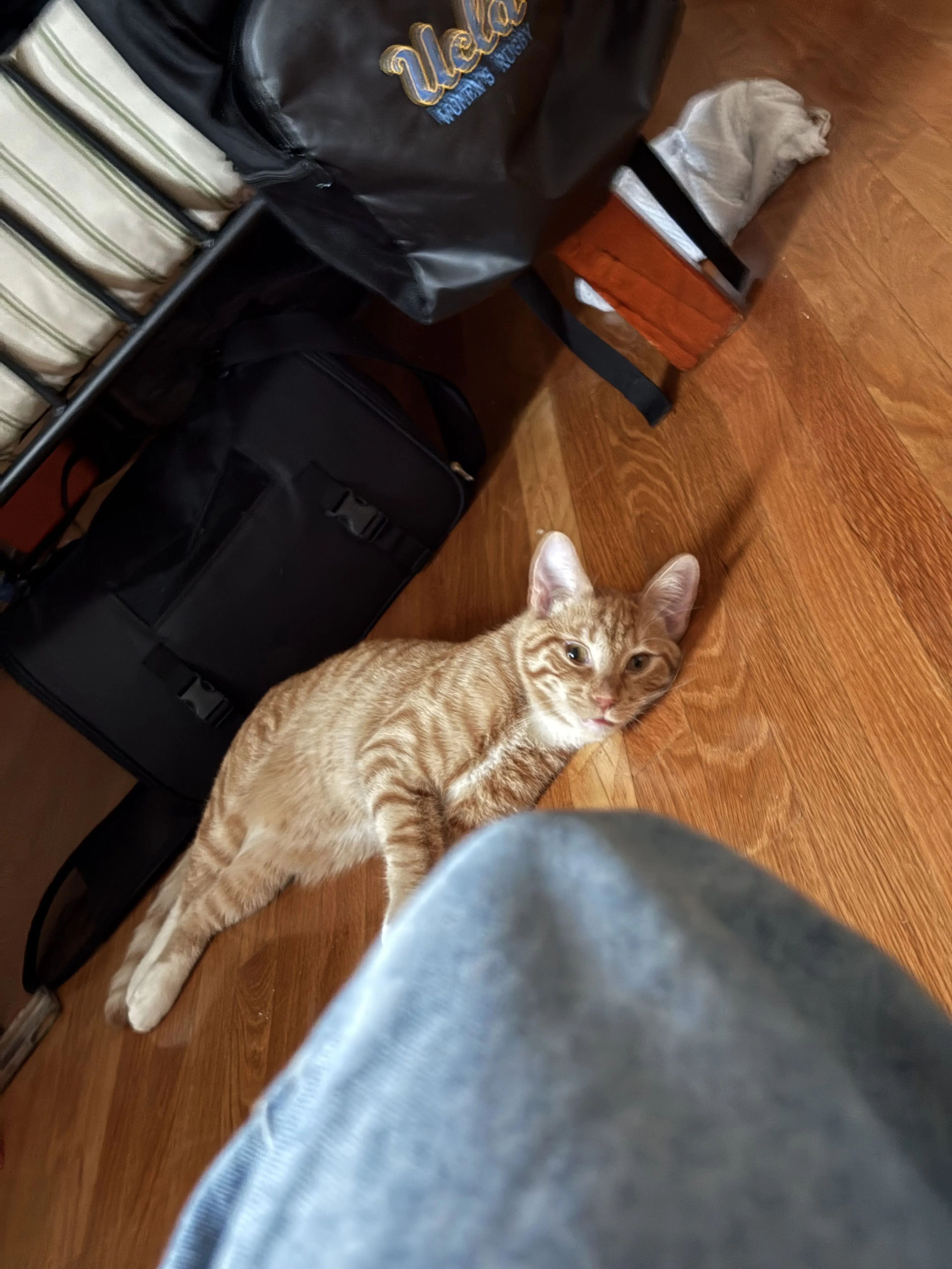 Lost pet-3