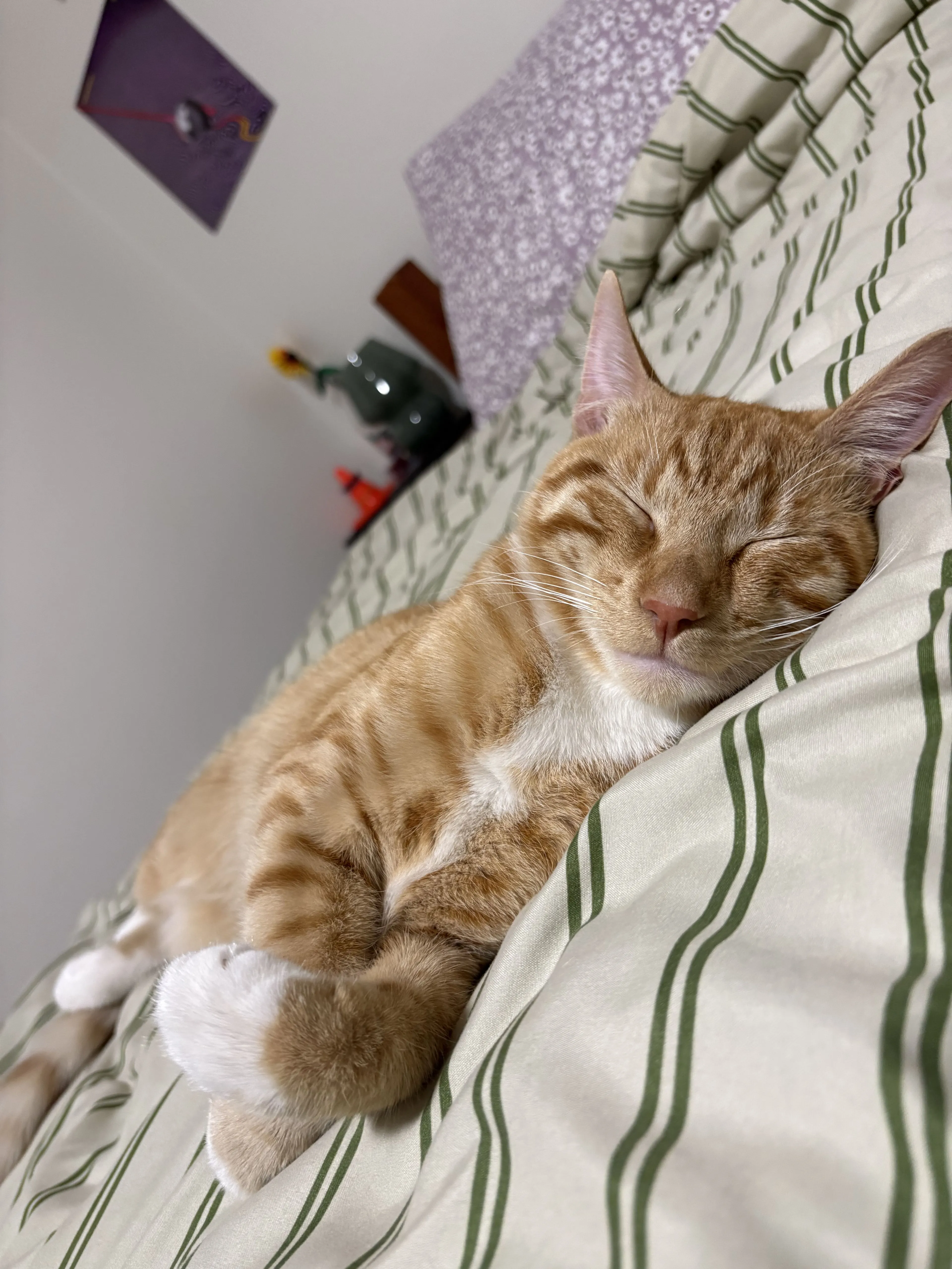 Lost pet-2