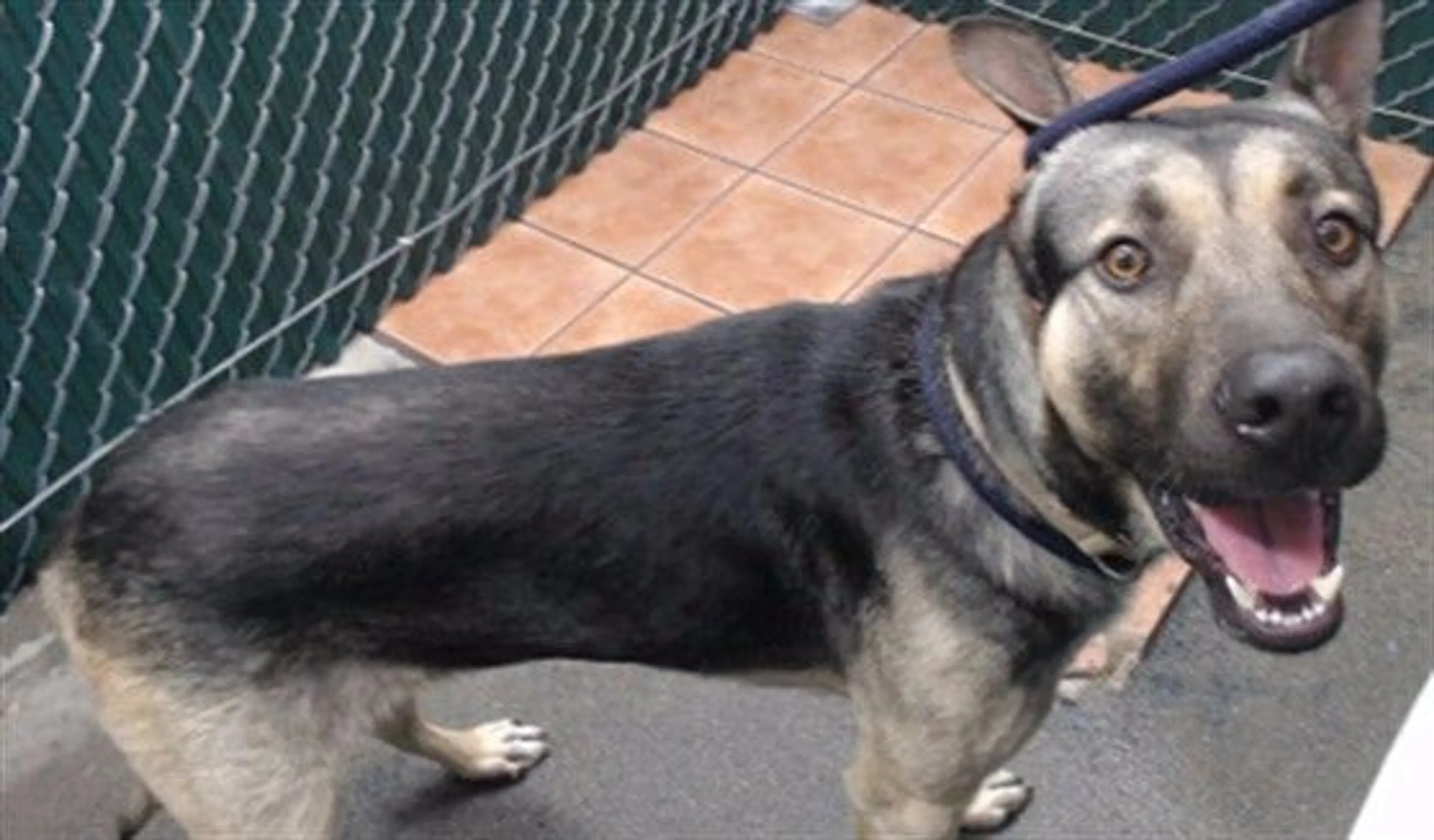 Found pet