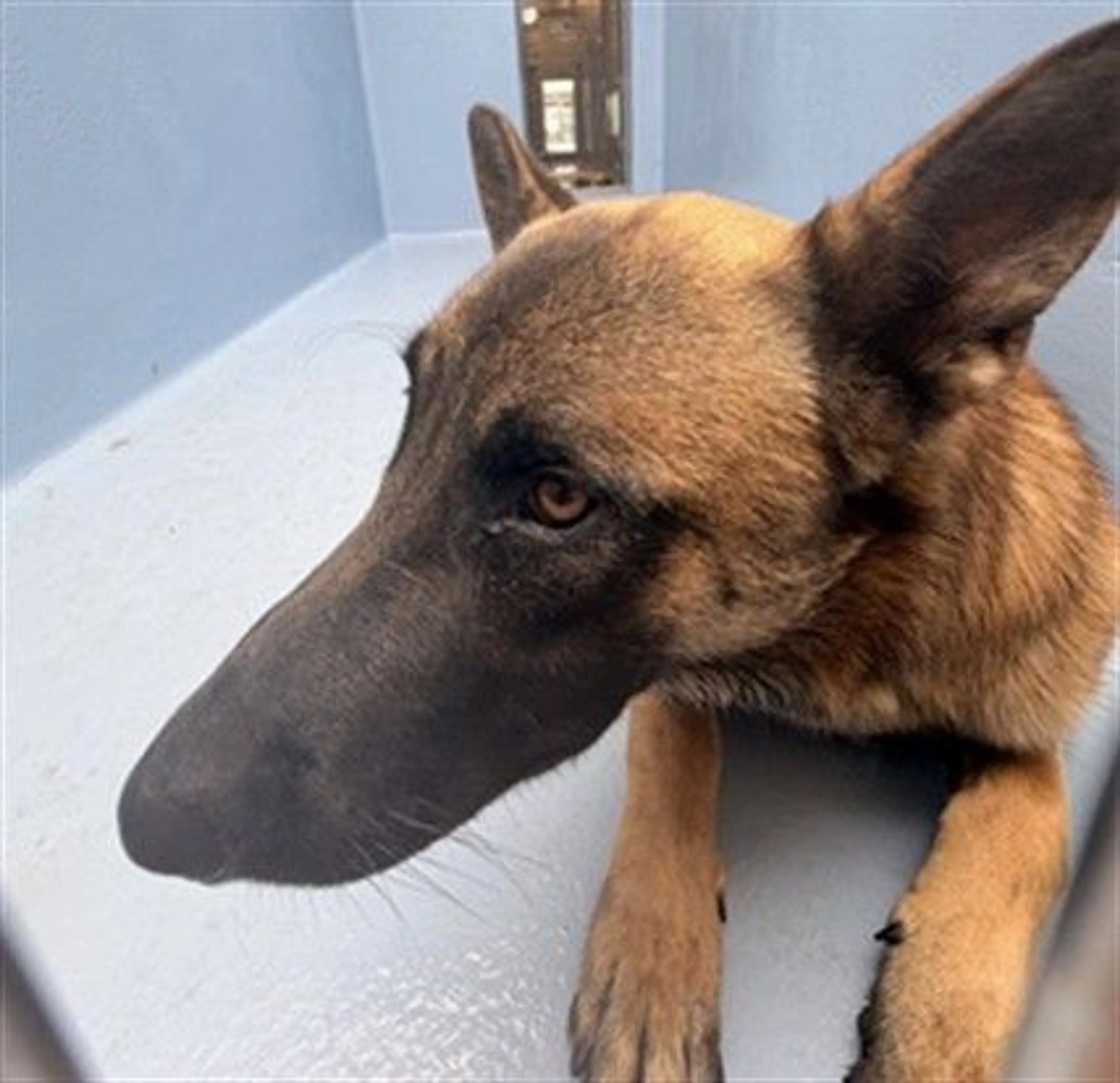 Found pet