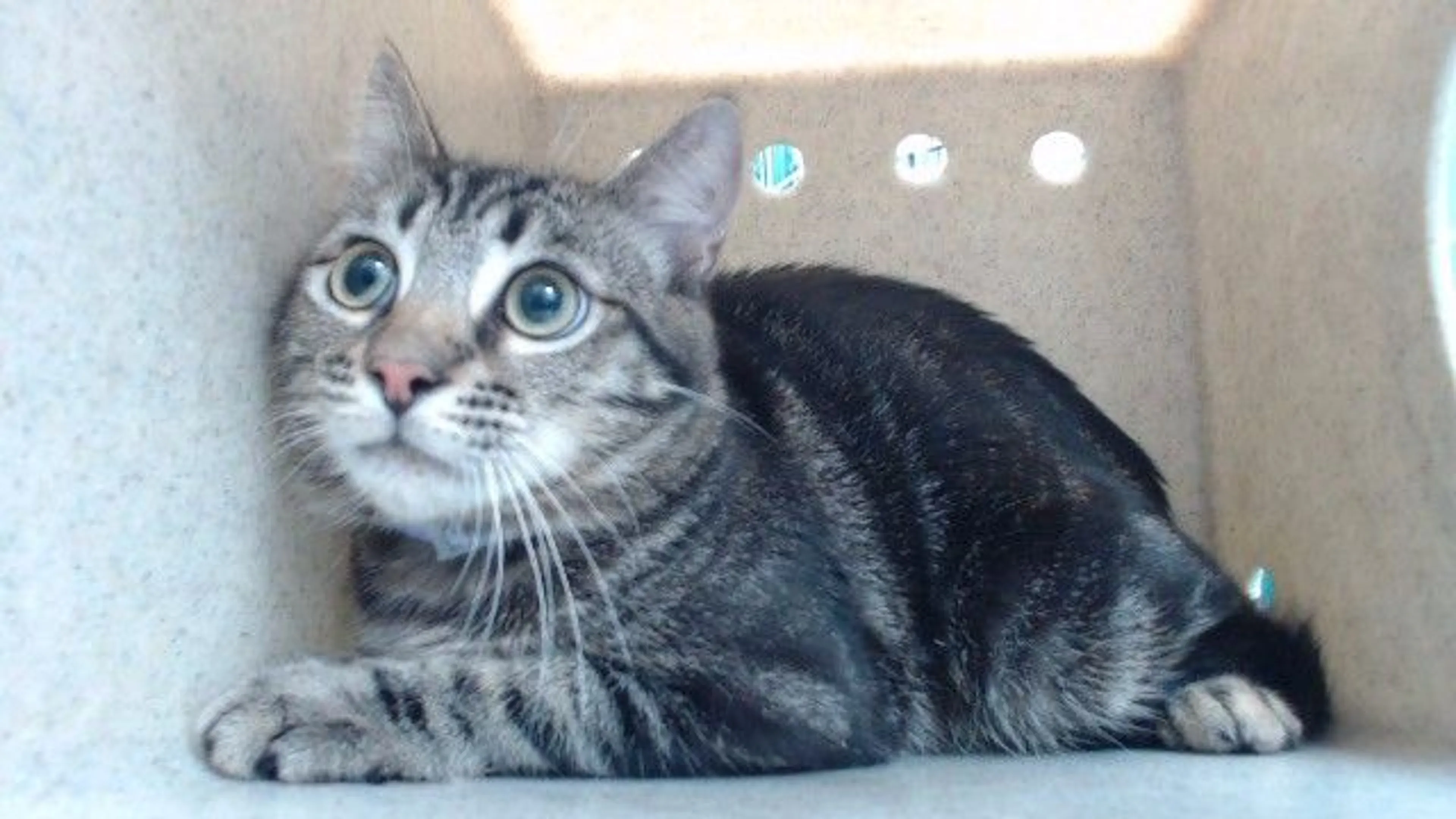 Found pet
