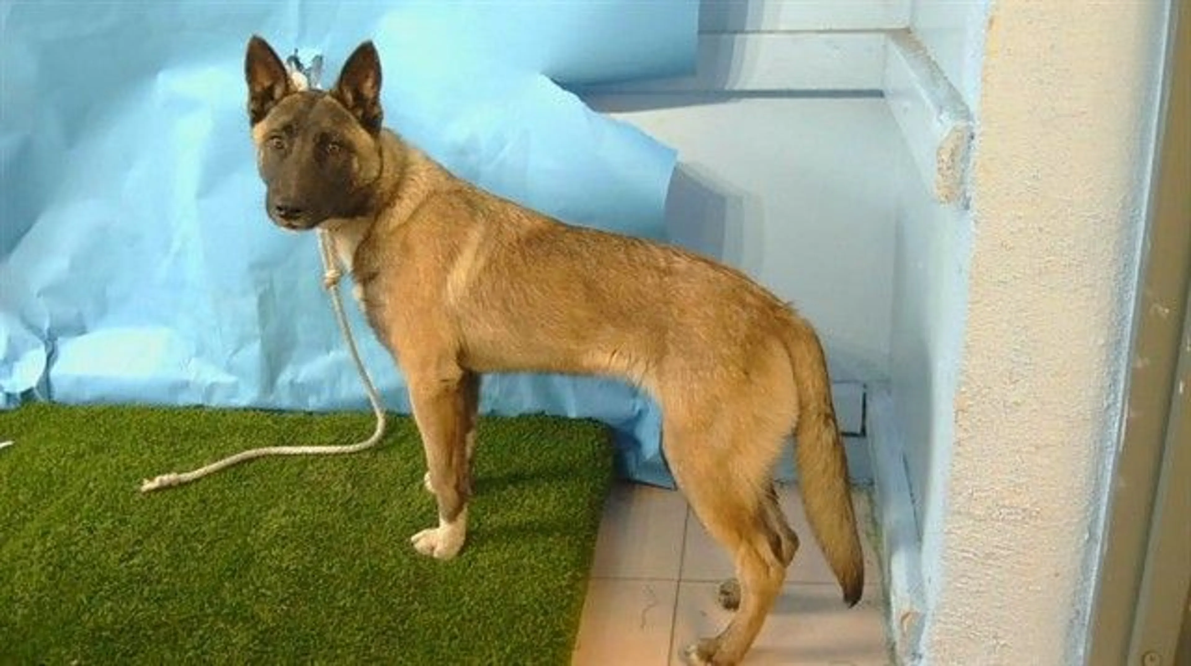 Found pet