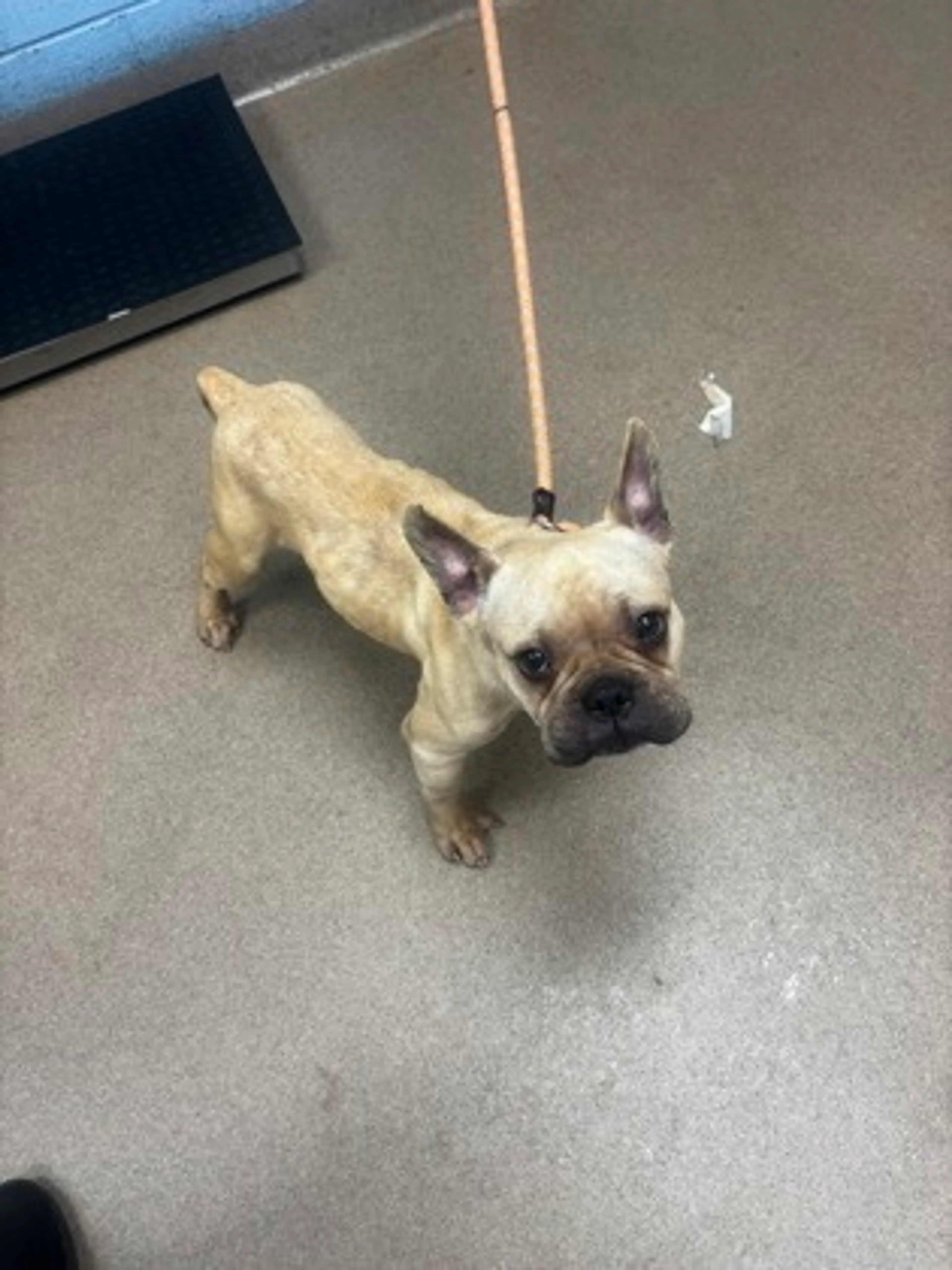 Found pet