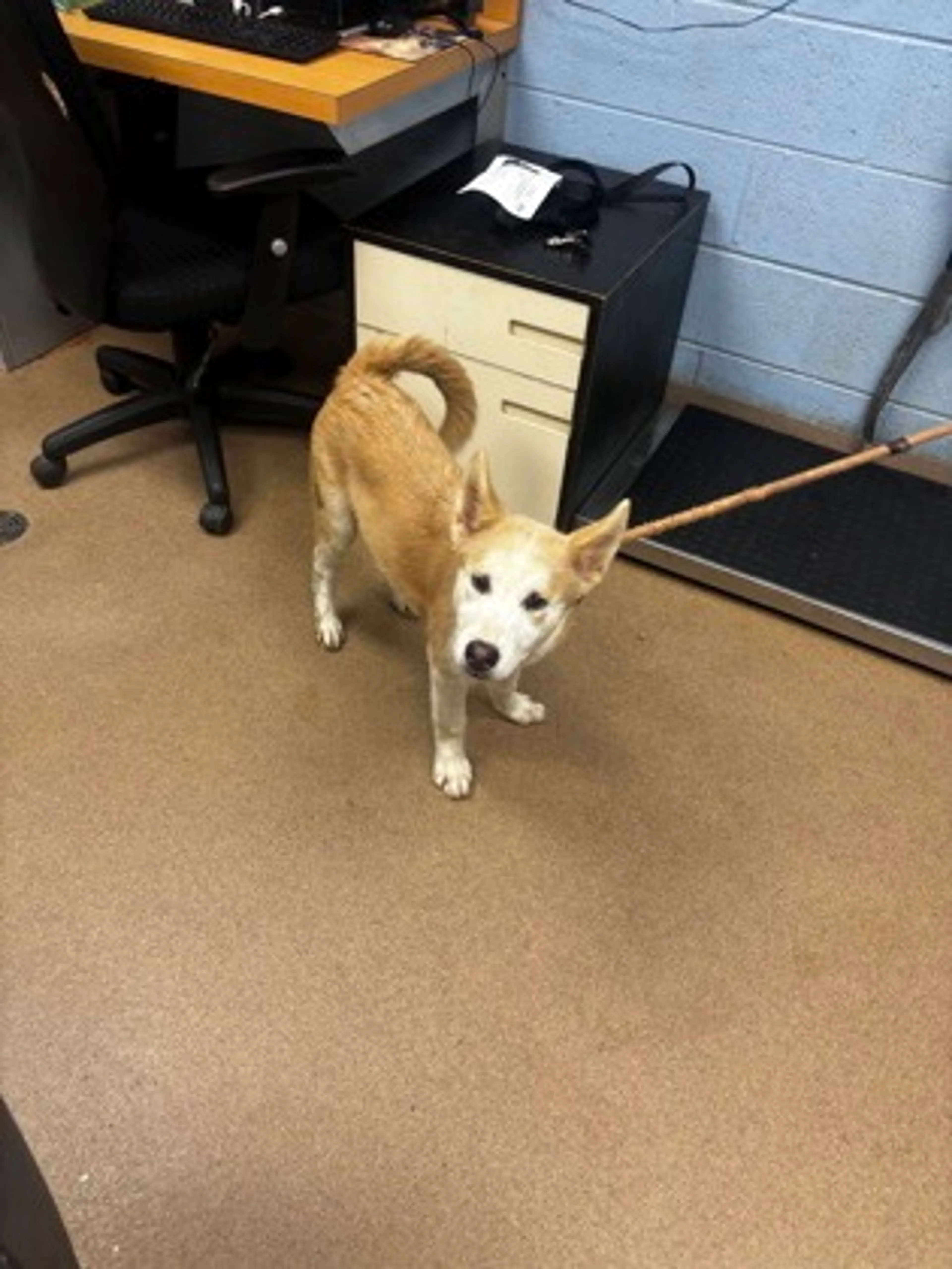 Found pet