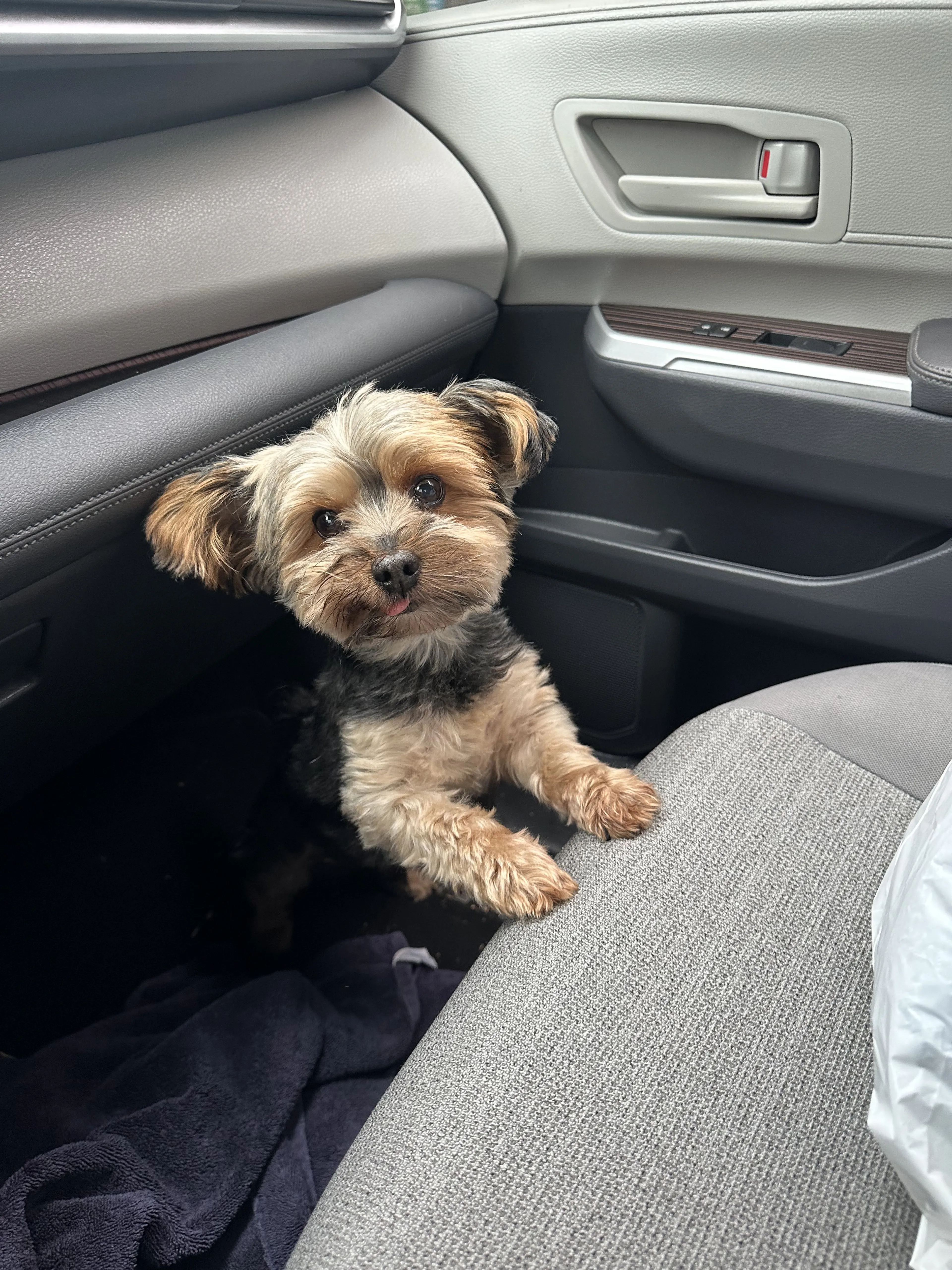 Lost pet-2
