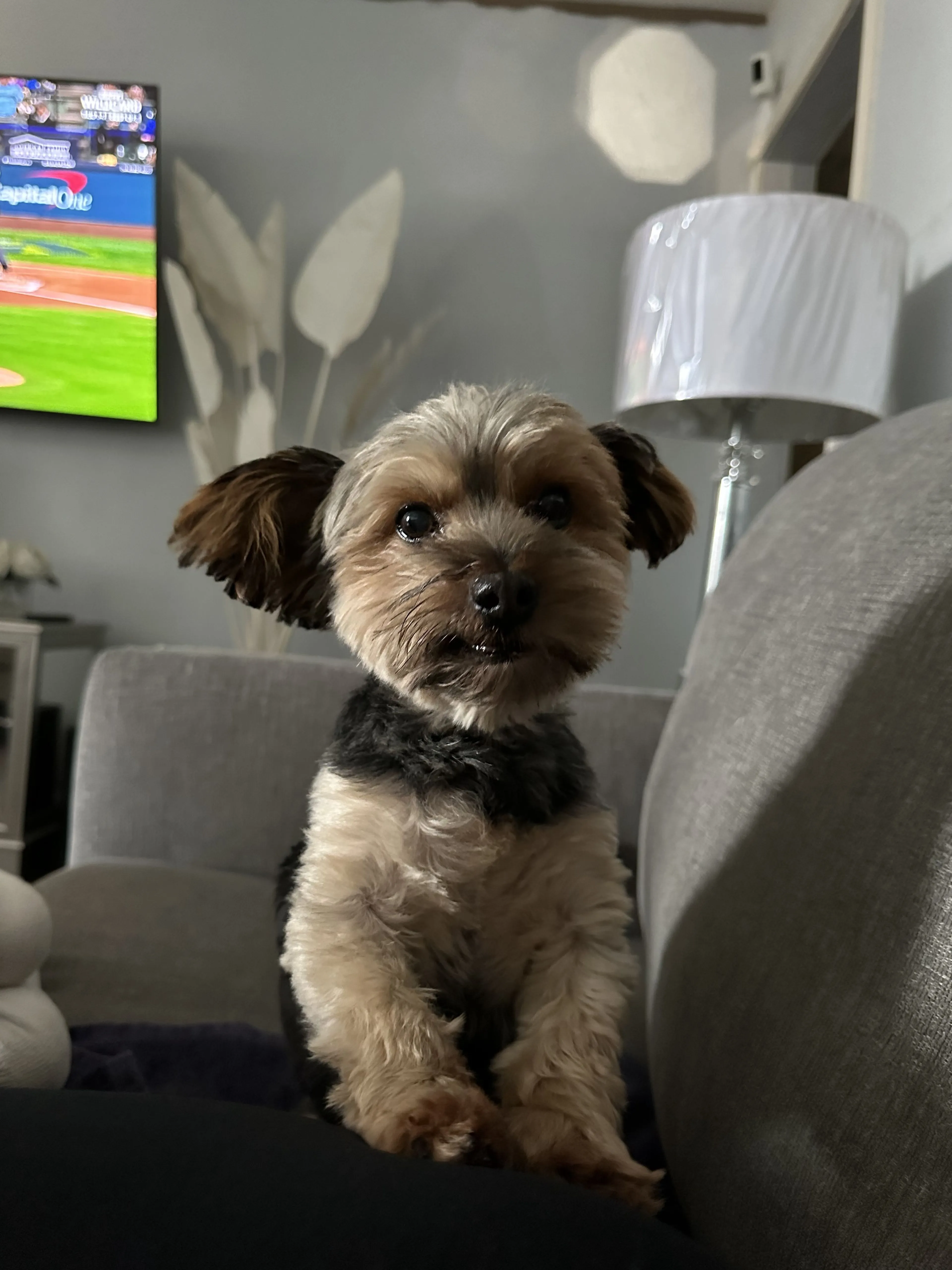 Lost pet-1
