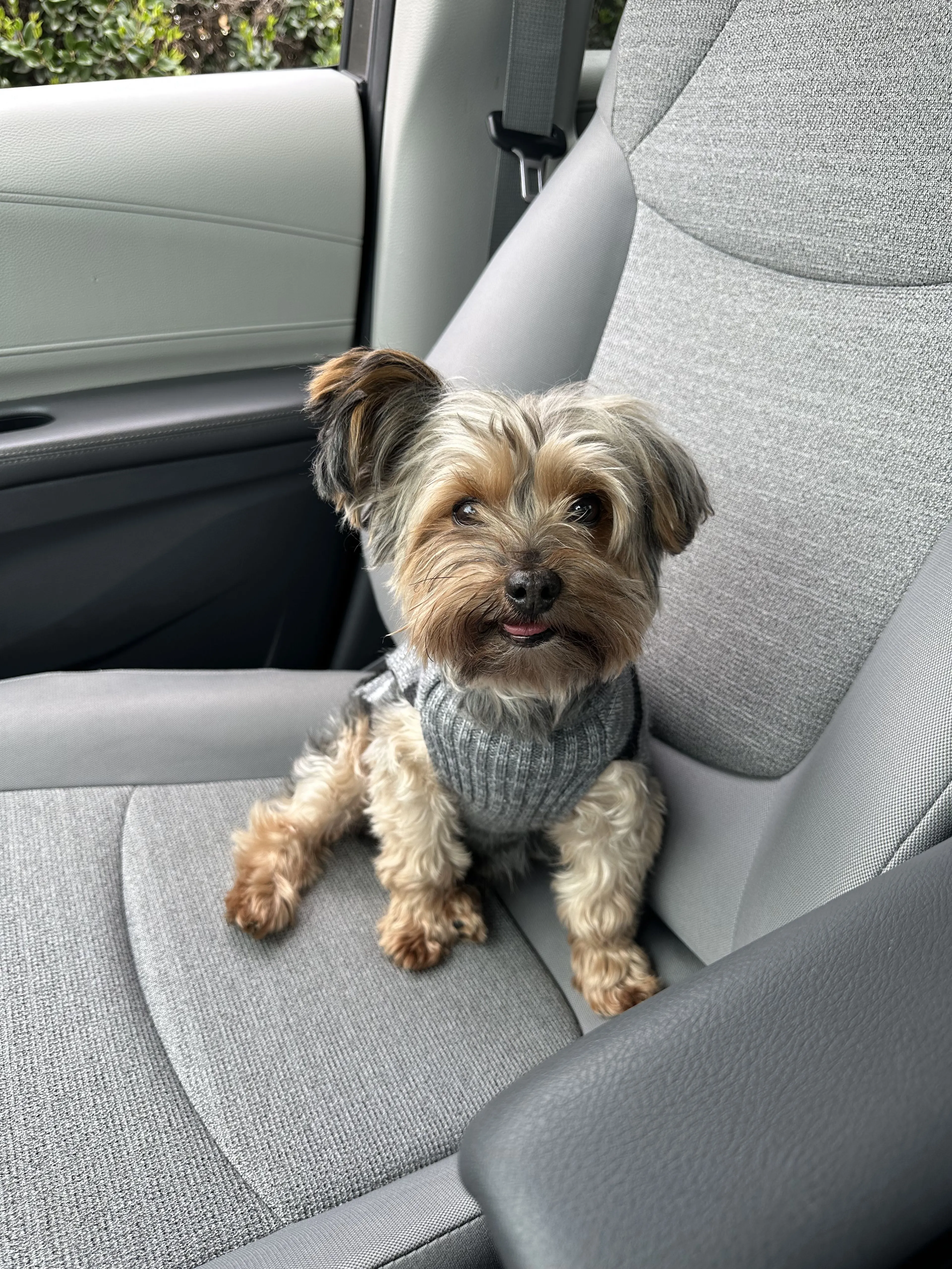 Lost pet-0