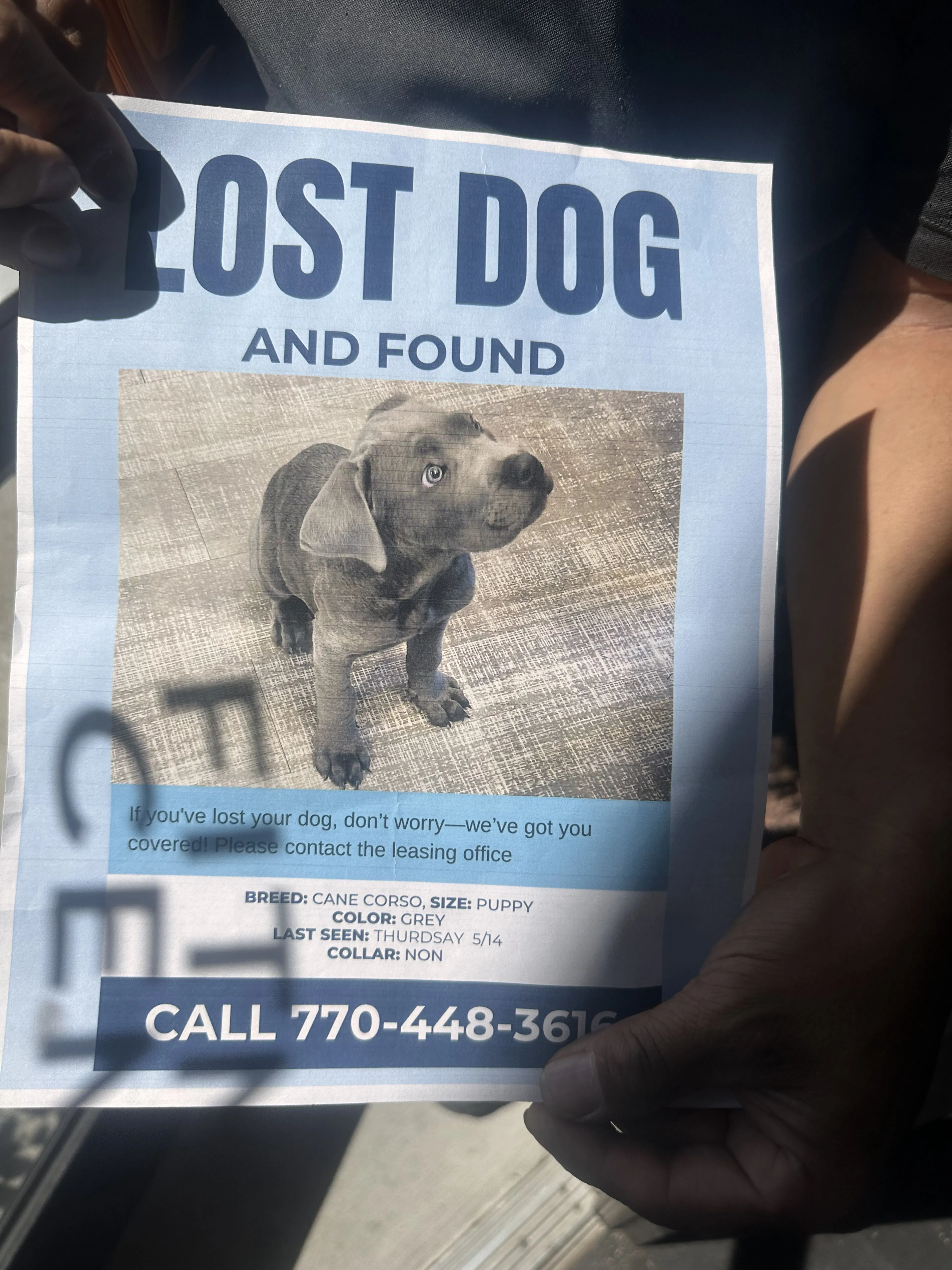 Lost pet