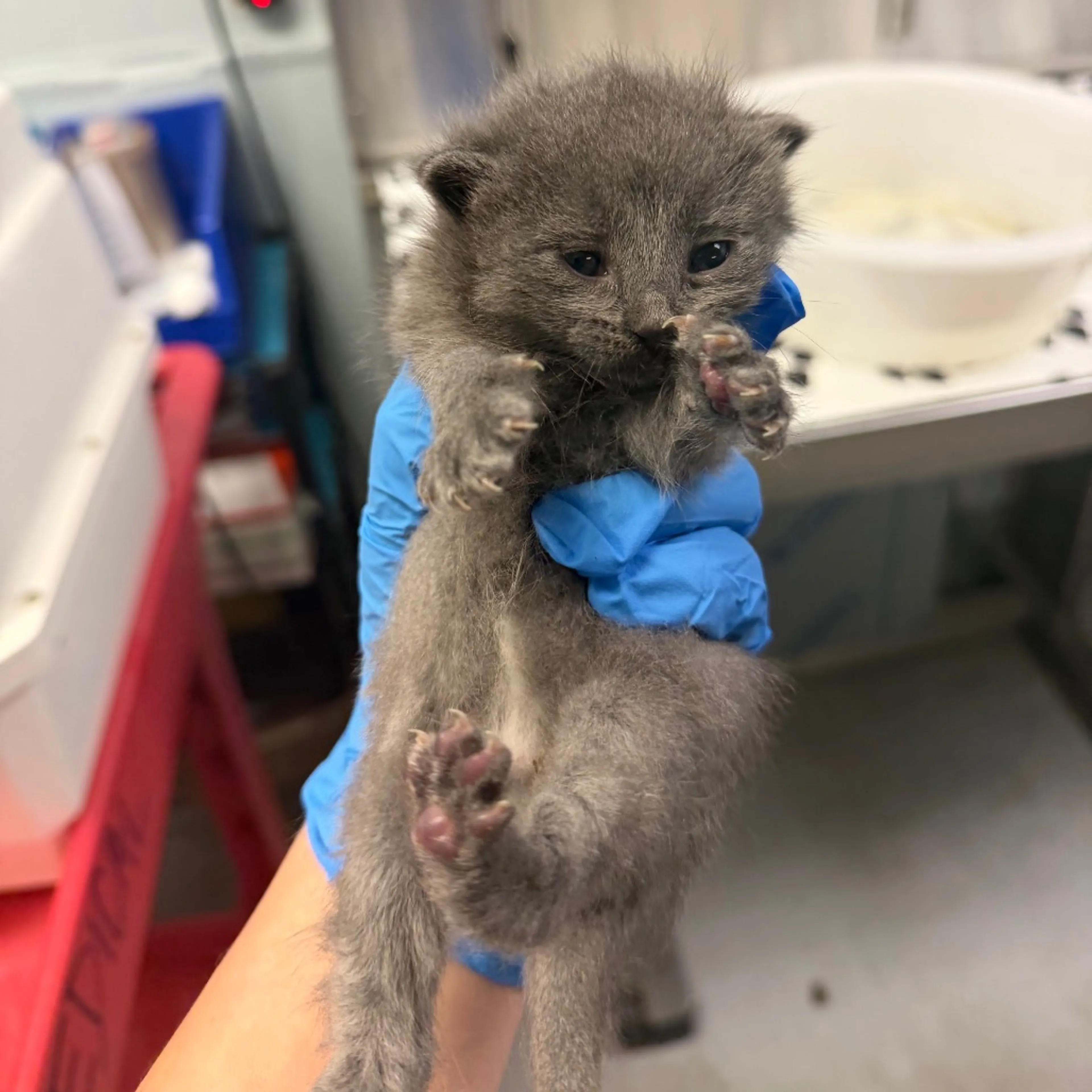 Found pet
