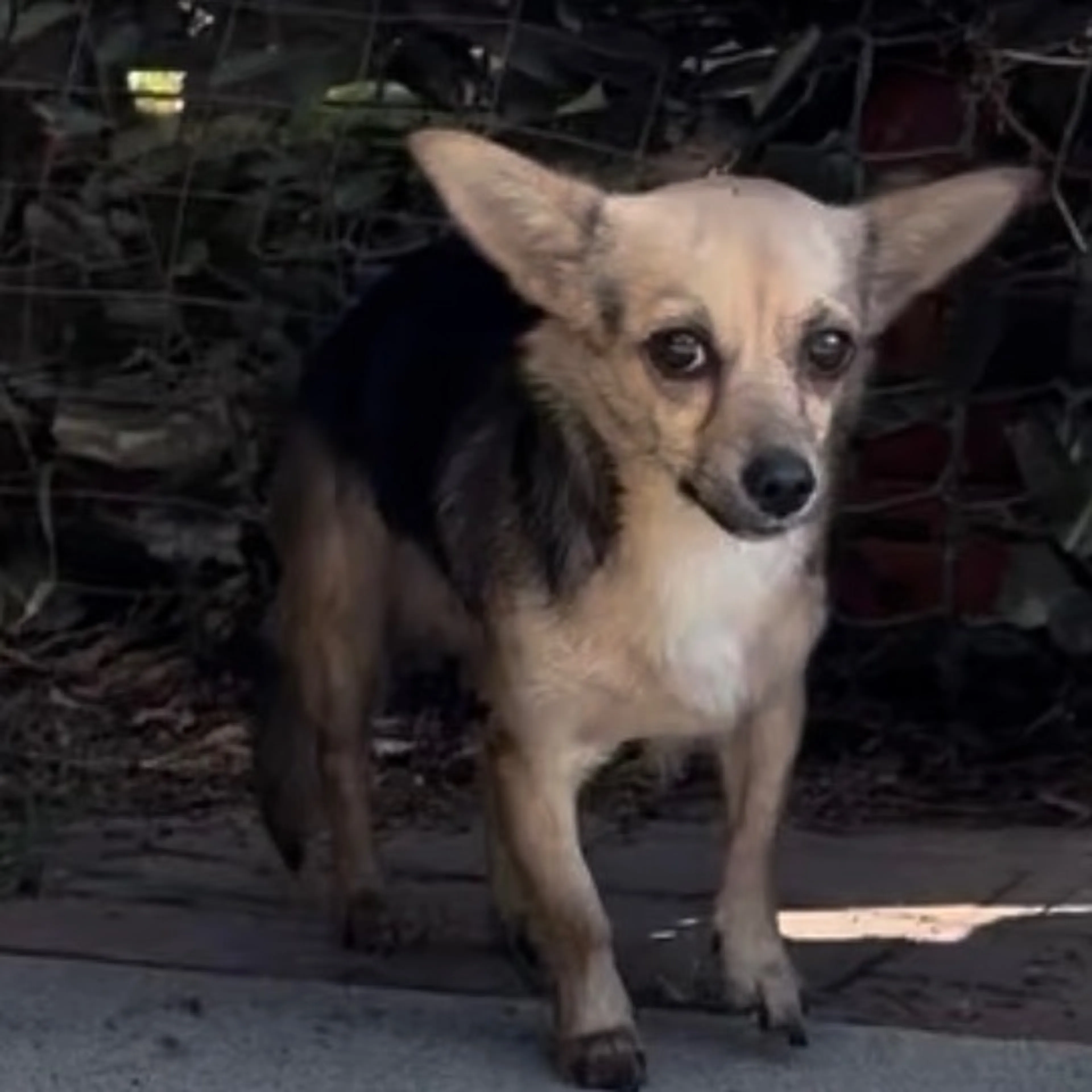 Found pet