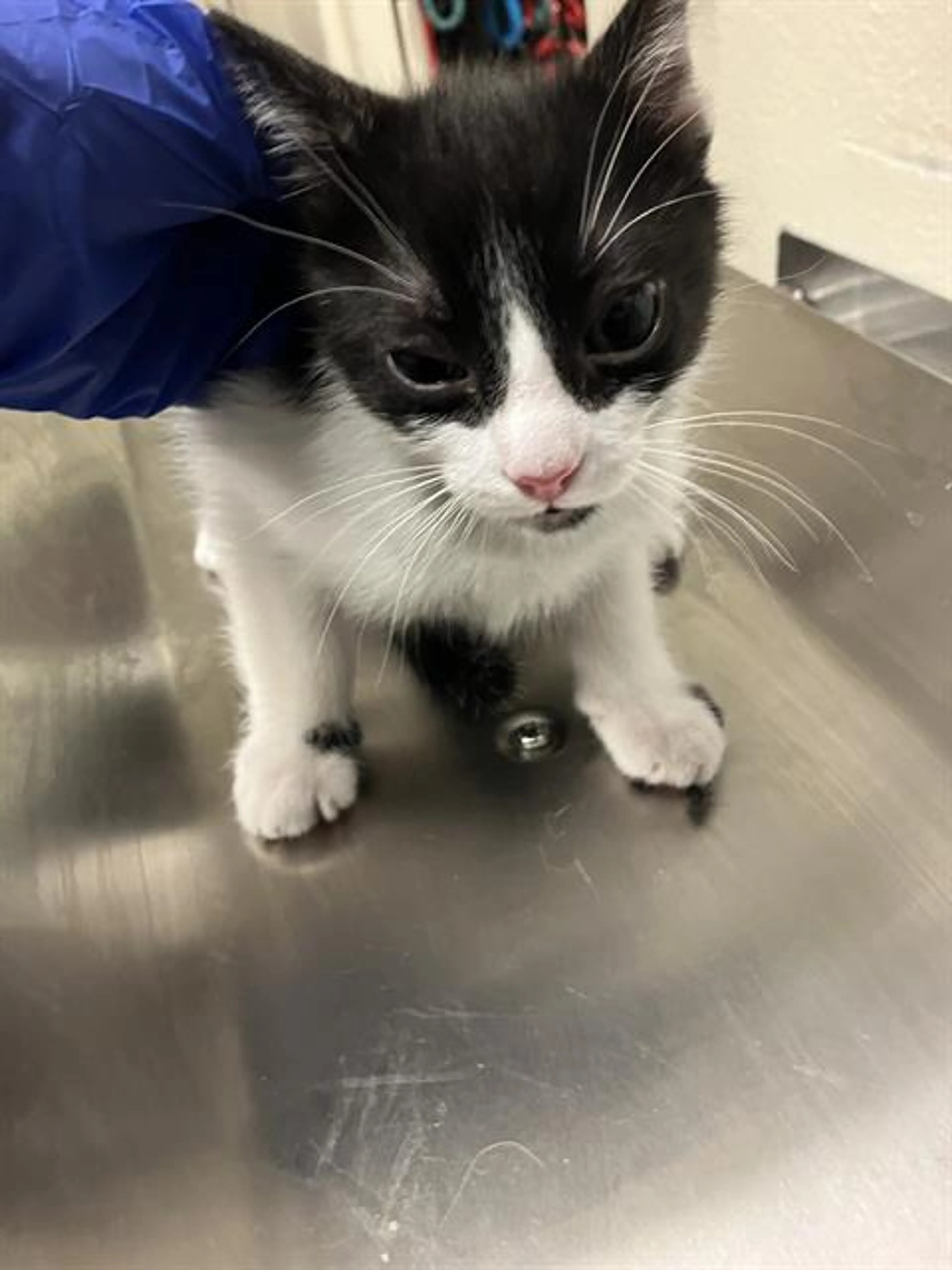 Found pet