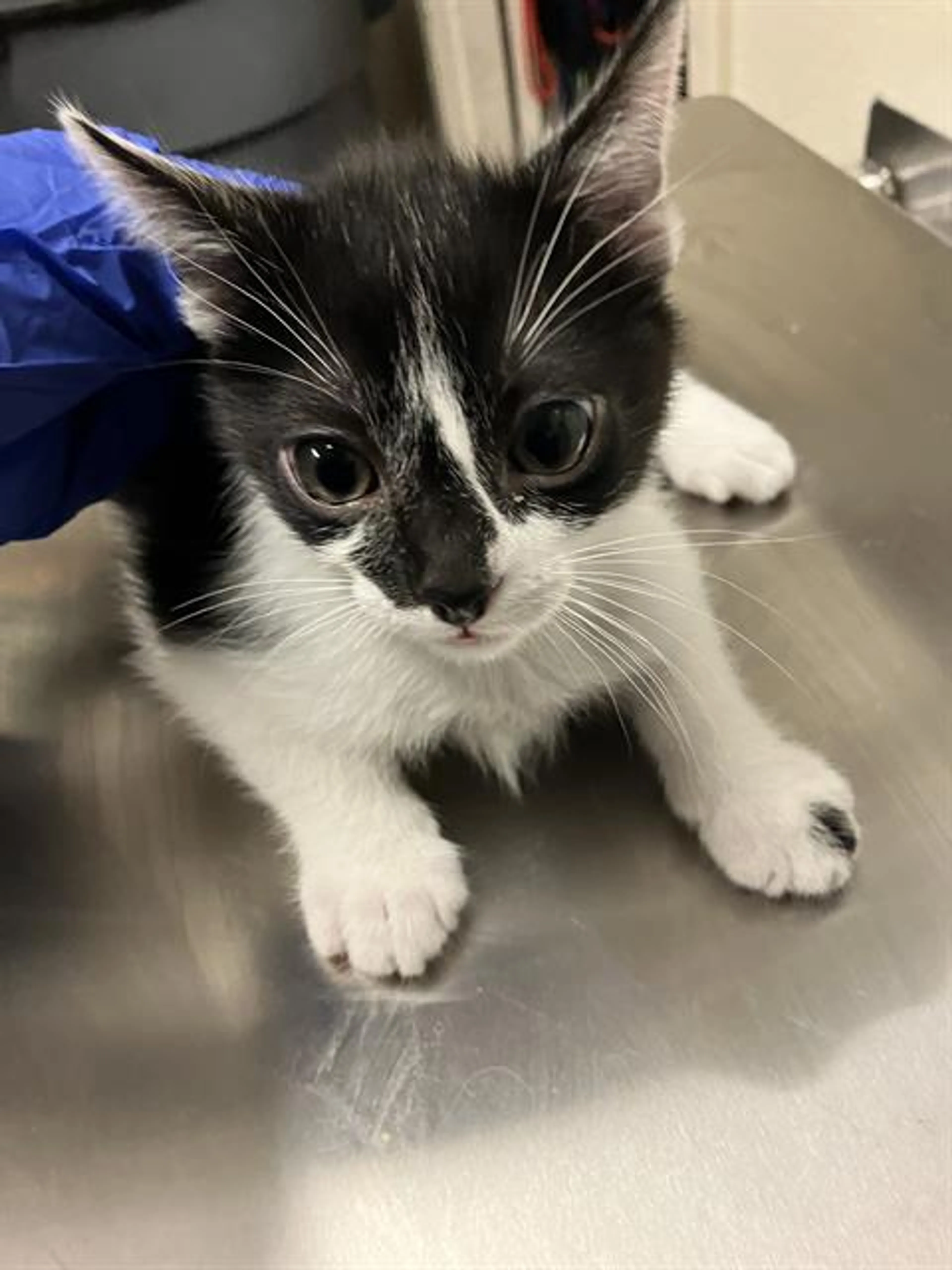 Found pet